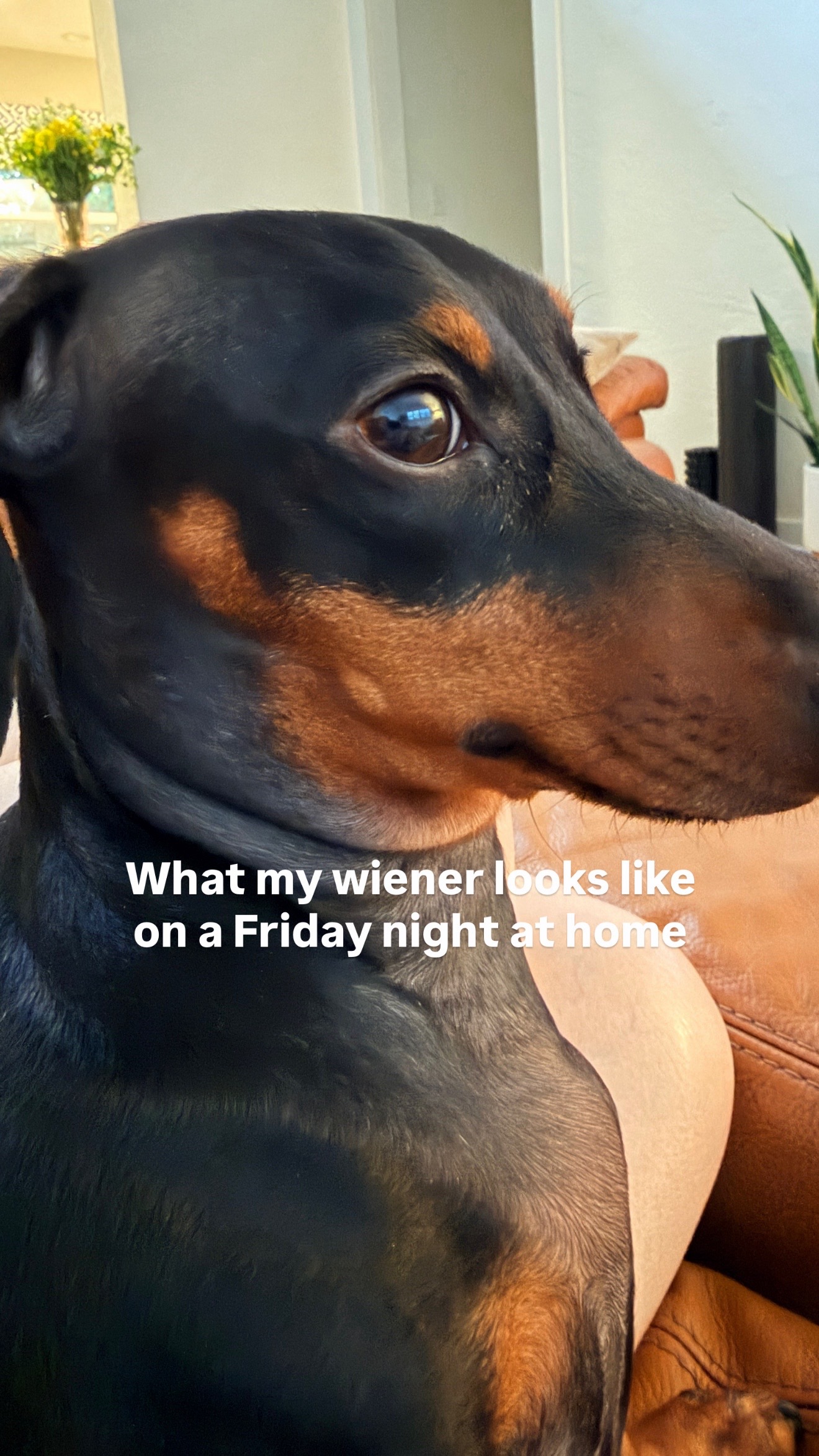 @Penny the Dachshund
