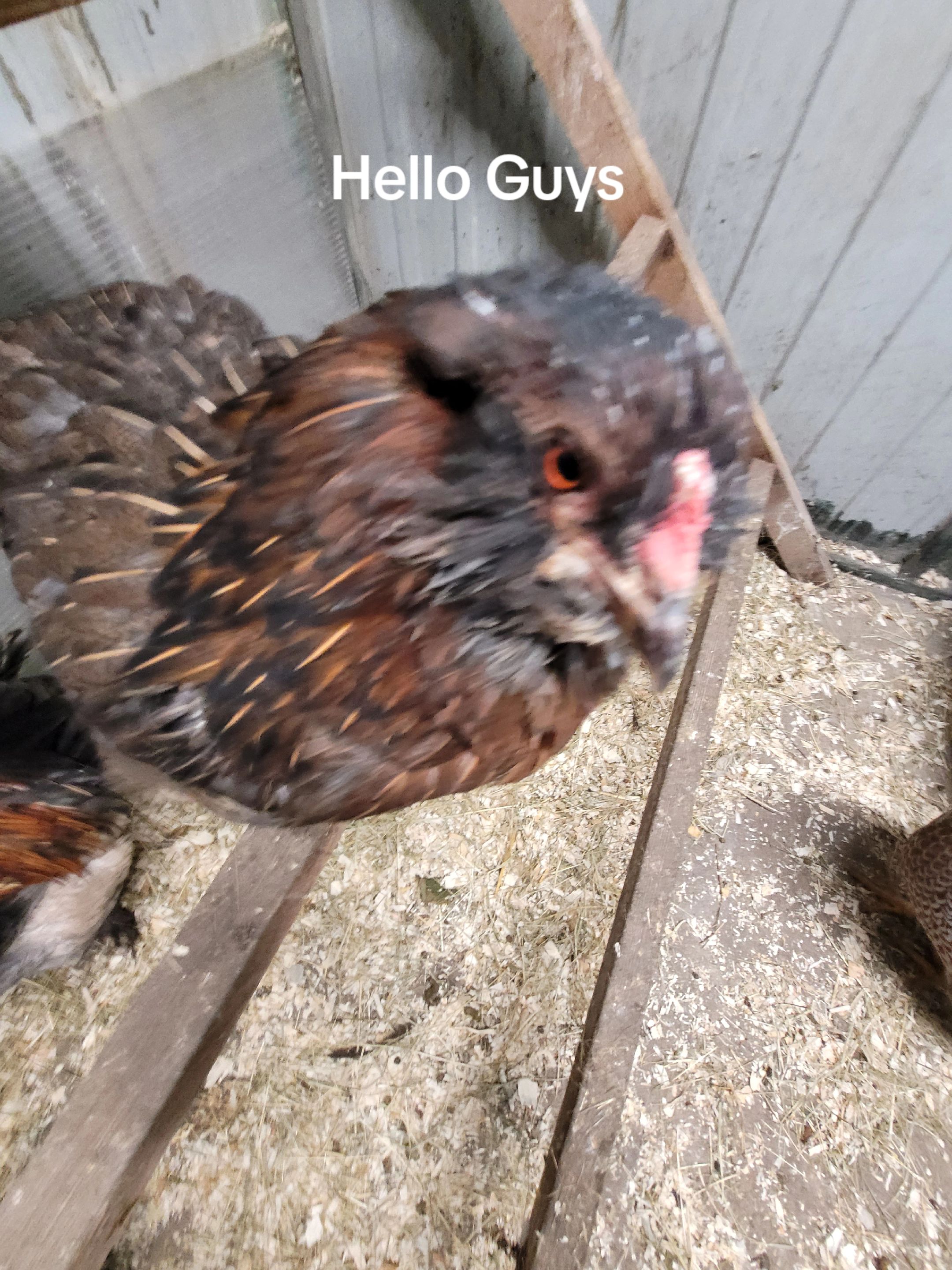 @der hühnermeister 🐓