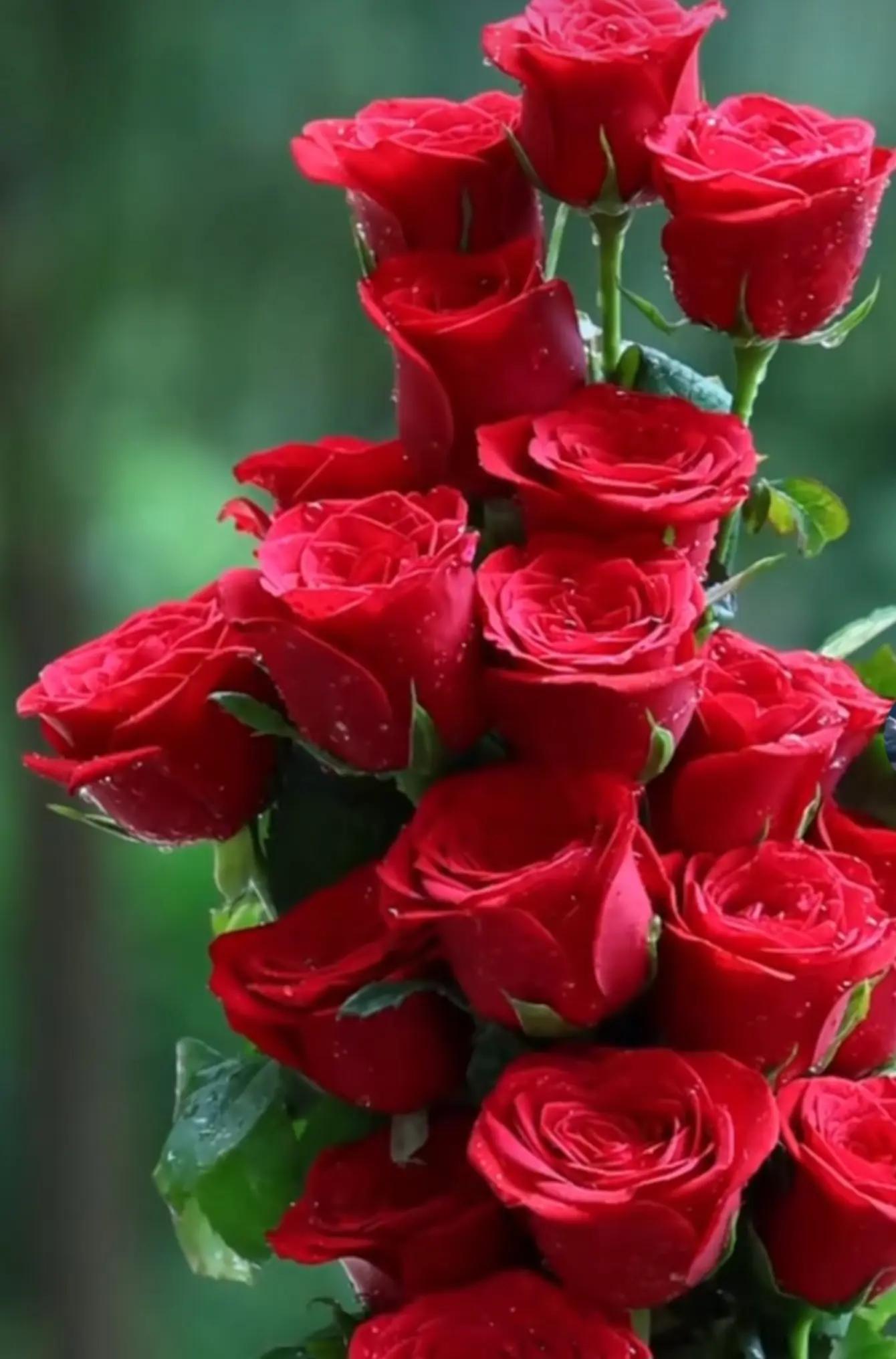 @moubarak