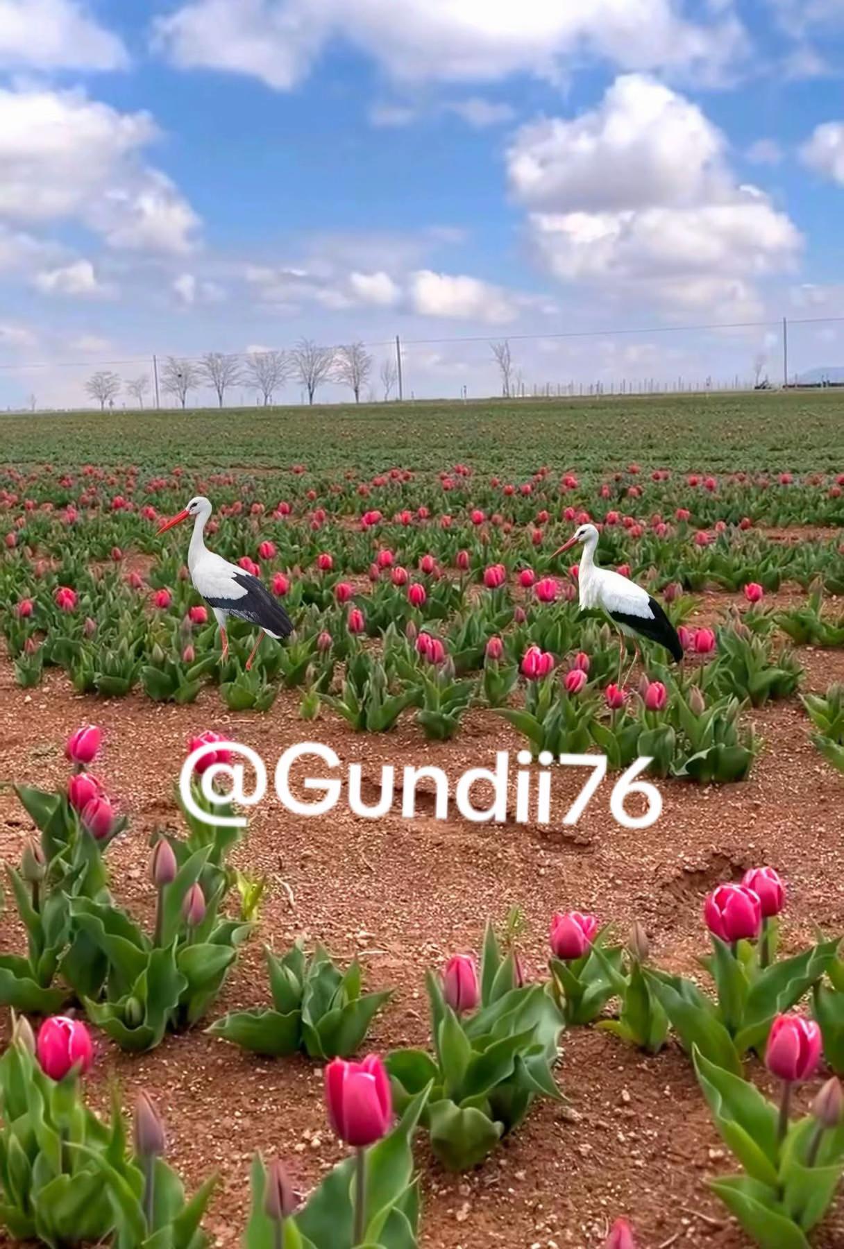 @✌️Kêçâ kurd'a✌️