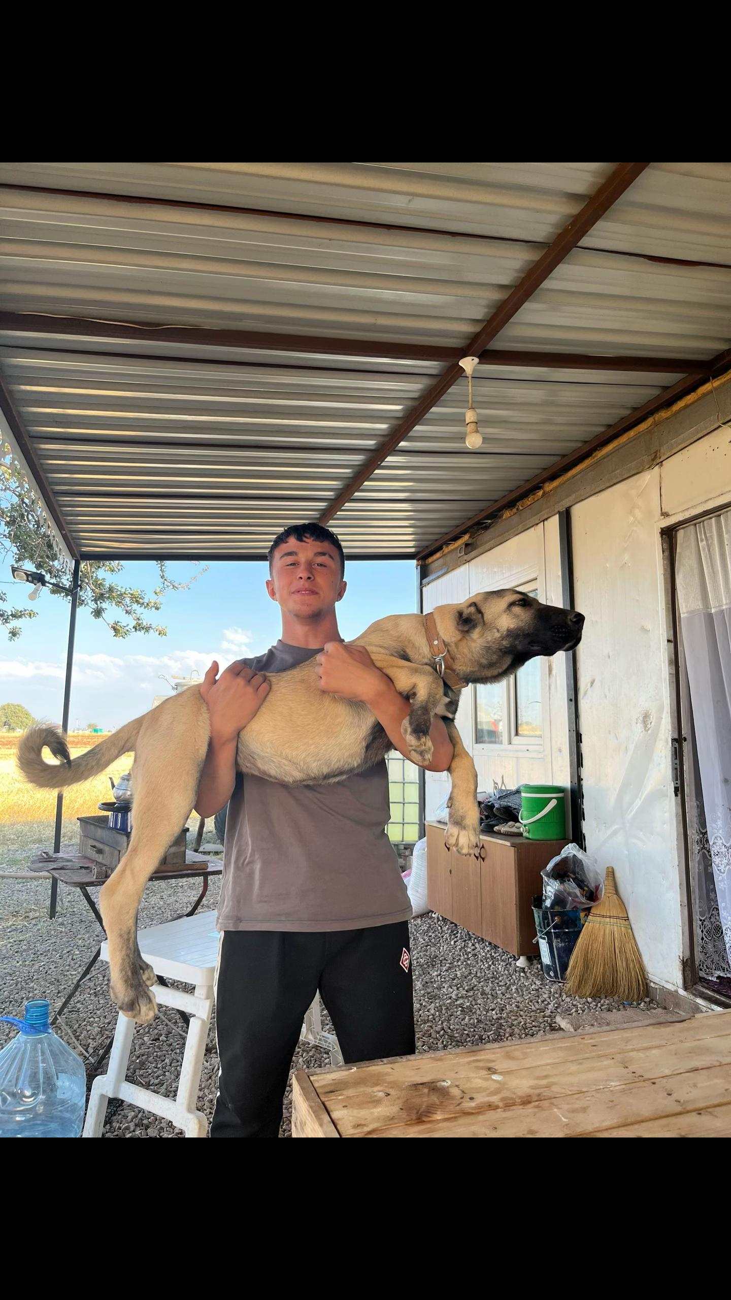 @🇹🇷Sivas Kangal Köpeği 🇹🇷
