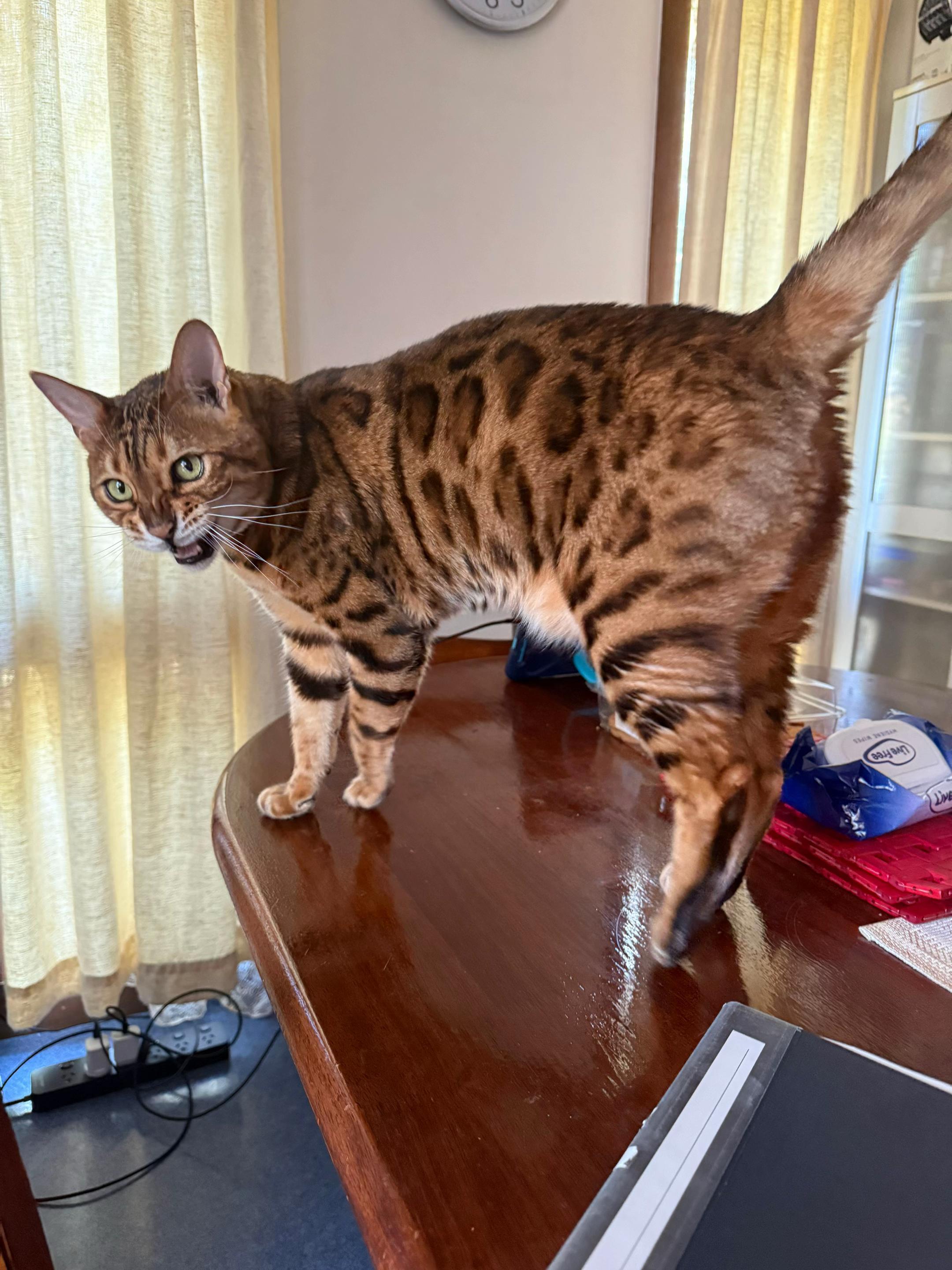 @TiggerthebrownBengal🇦🇺