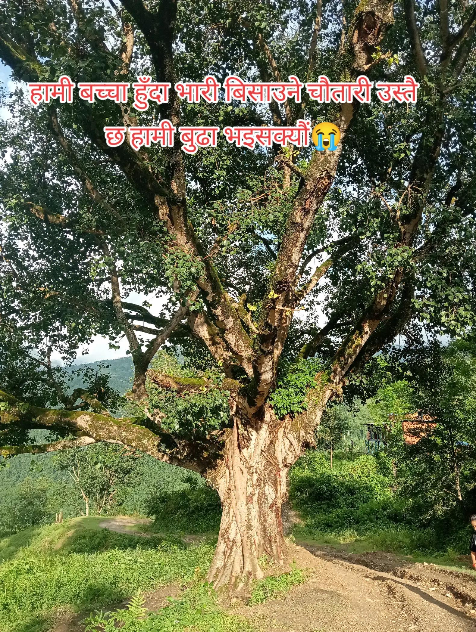 @बस्नेत काजी👨💻🇳🇵🇳🇵
