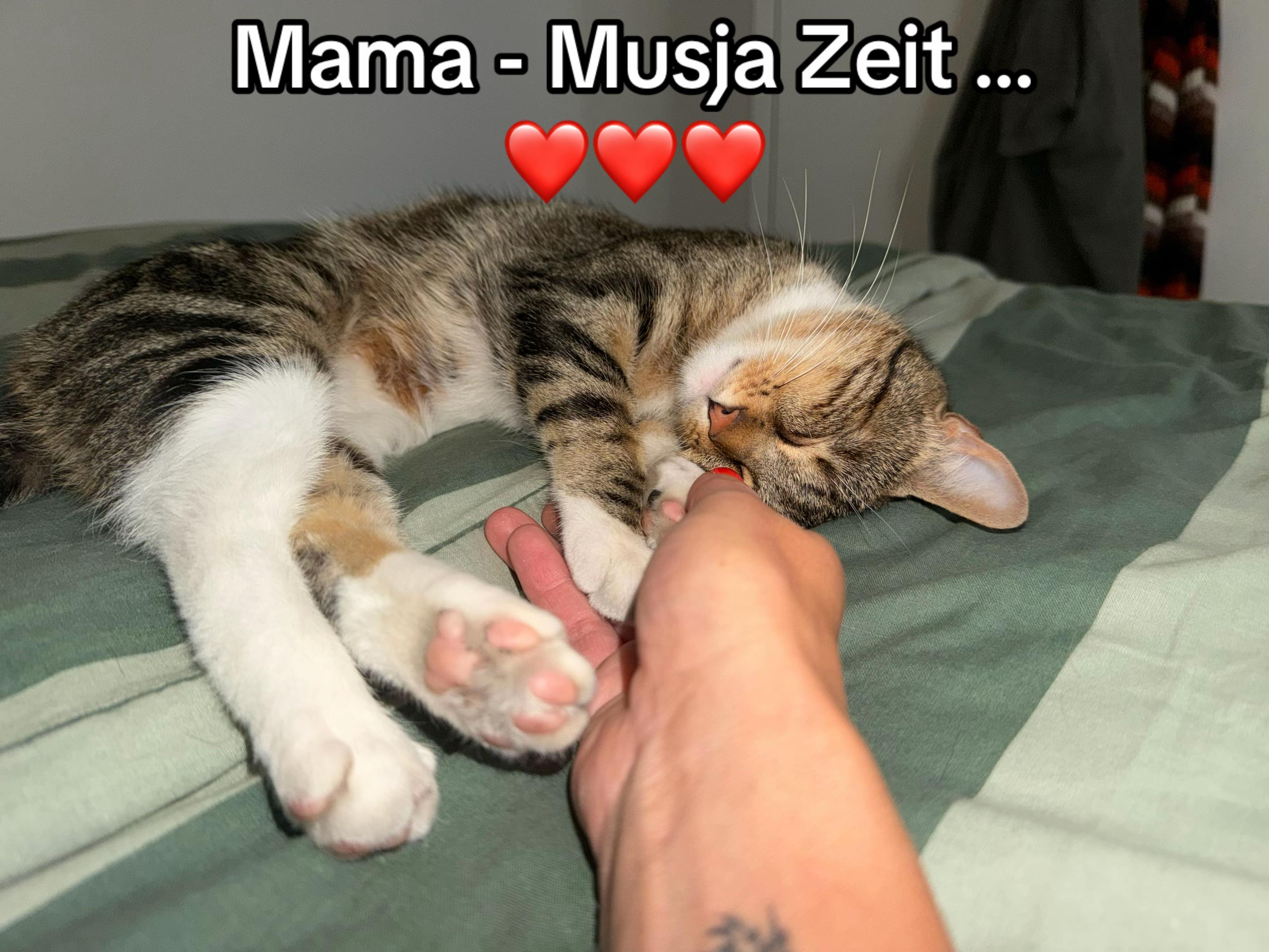 @Oscar & die Katzenbande