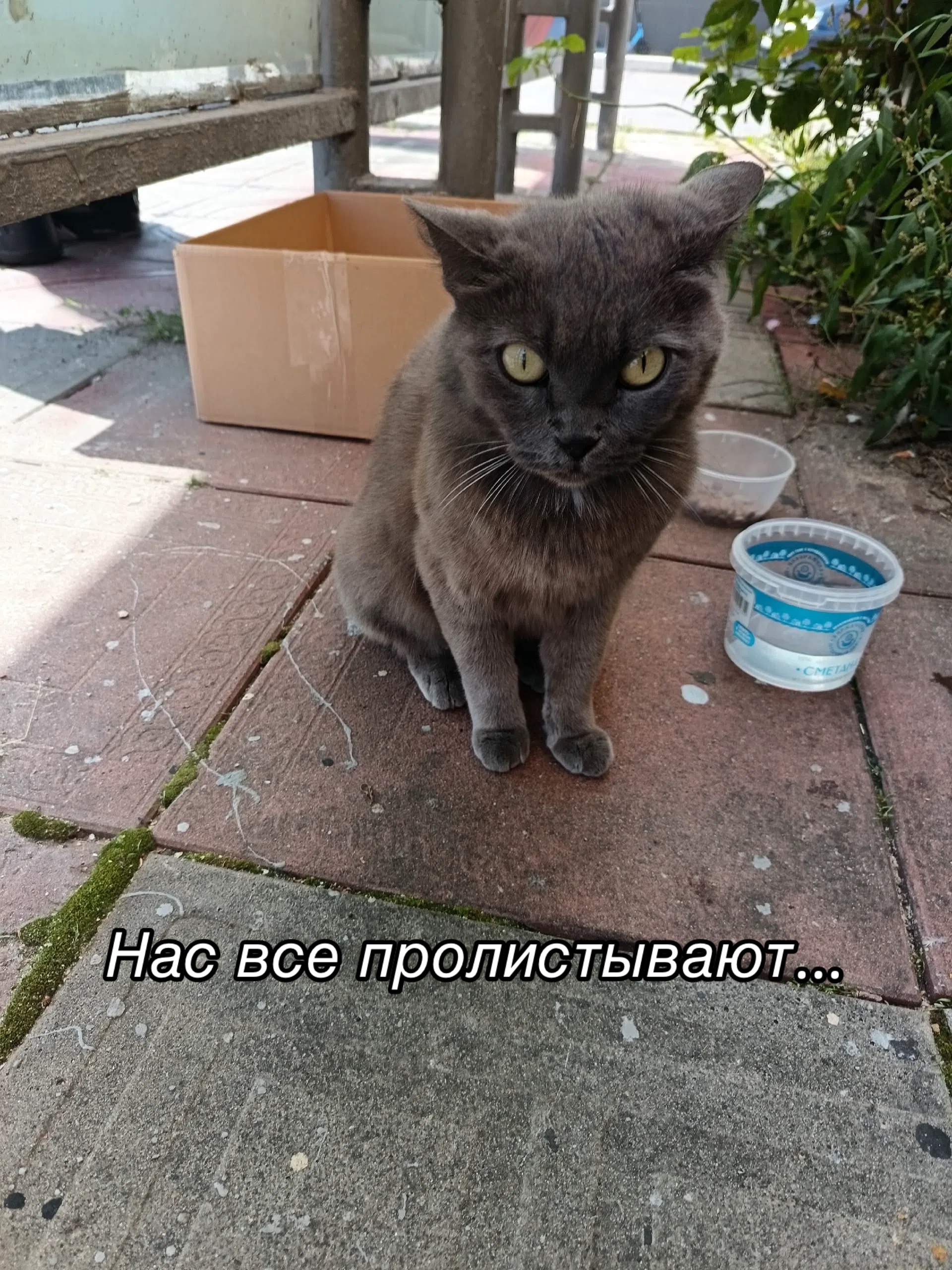 @Приют для животных Потеряшка