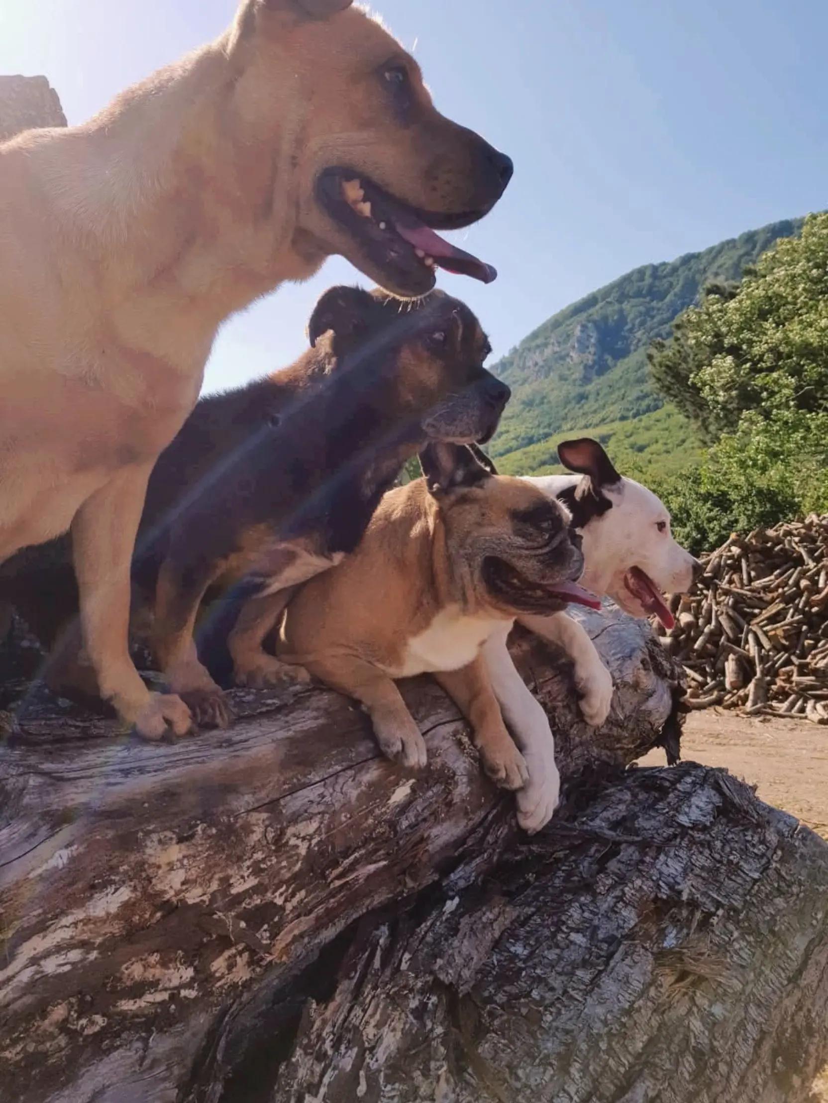 @Pergliamici Ciccio
