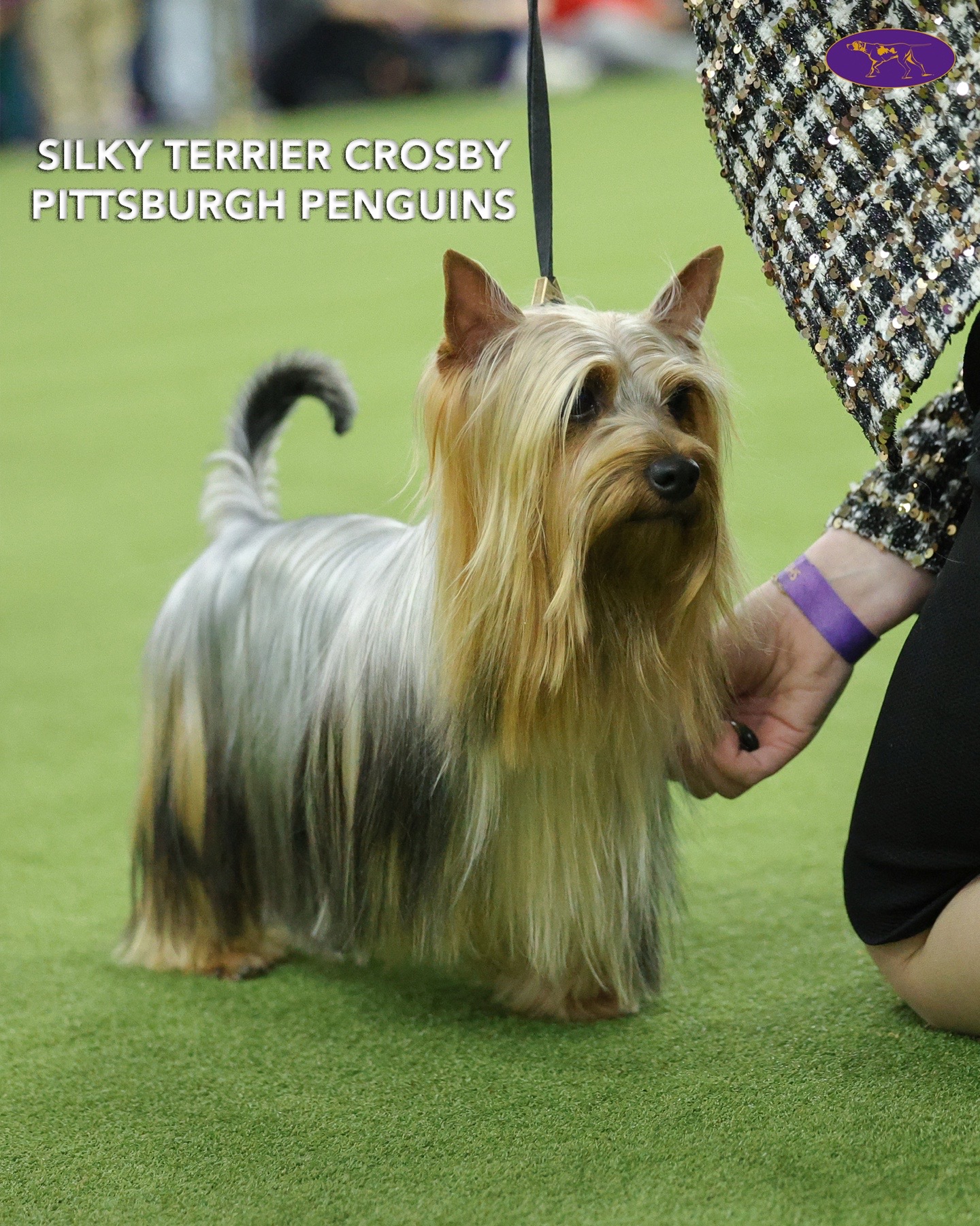 @Westminster Kennel Club