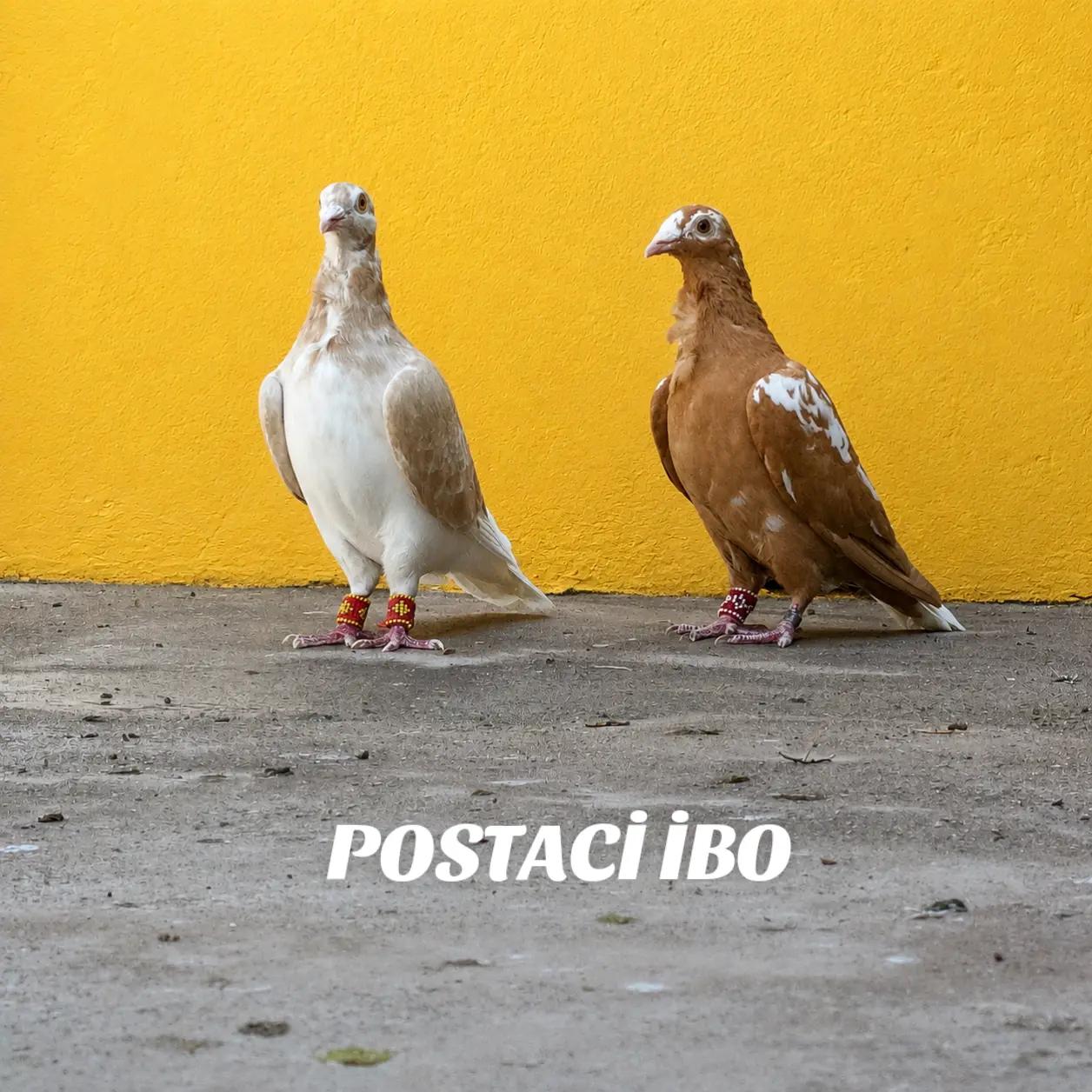 @🦜🦜POSTACI İBO TEKİN 🦜🦜