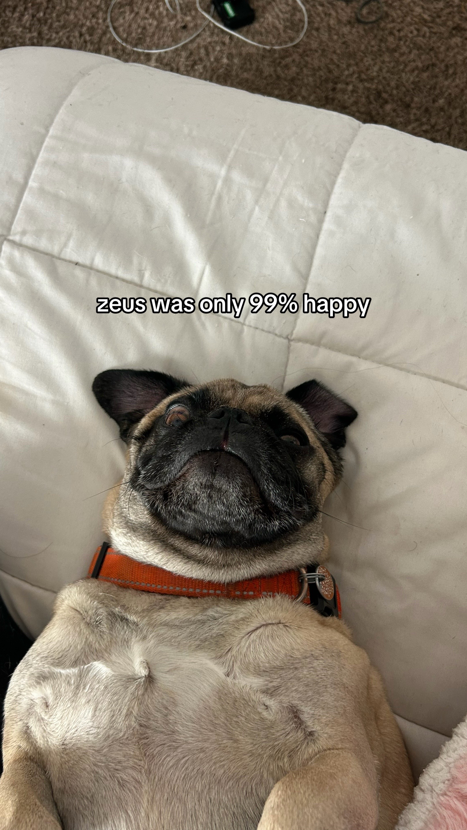 @beefwellington