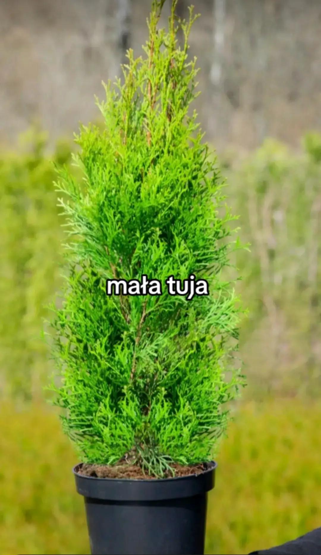 @DOLLER