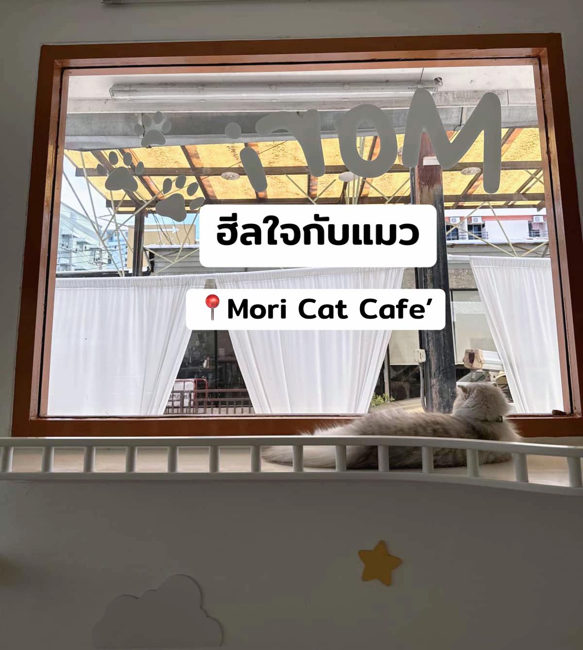 @คาเฟ่แมวโมริ Mori cat cafe'