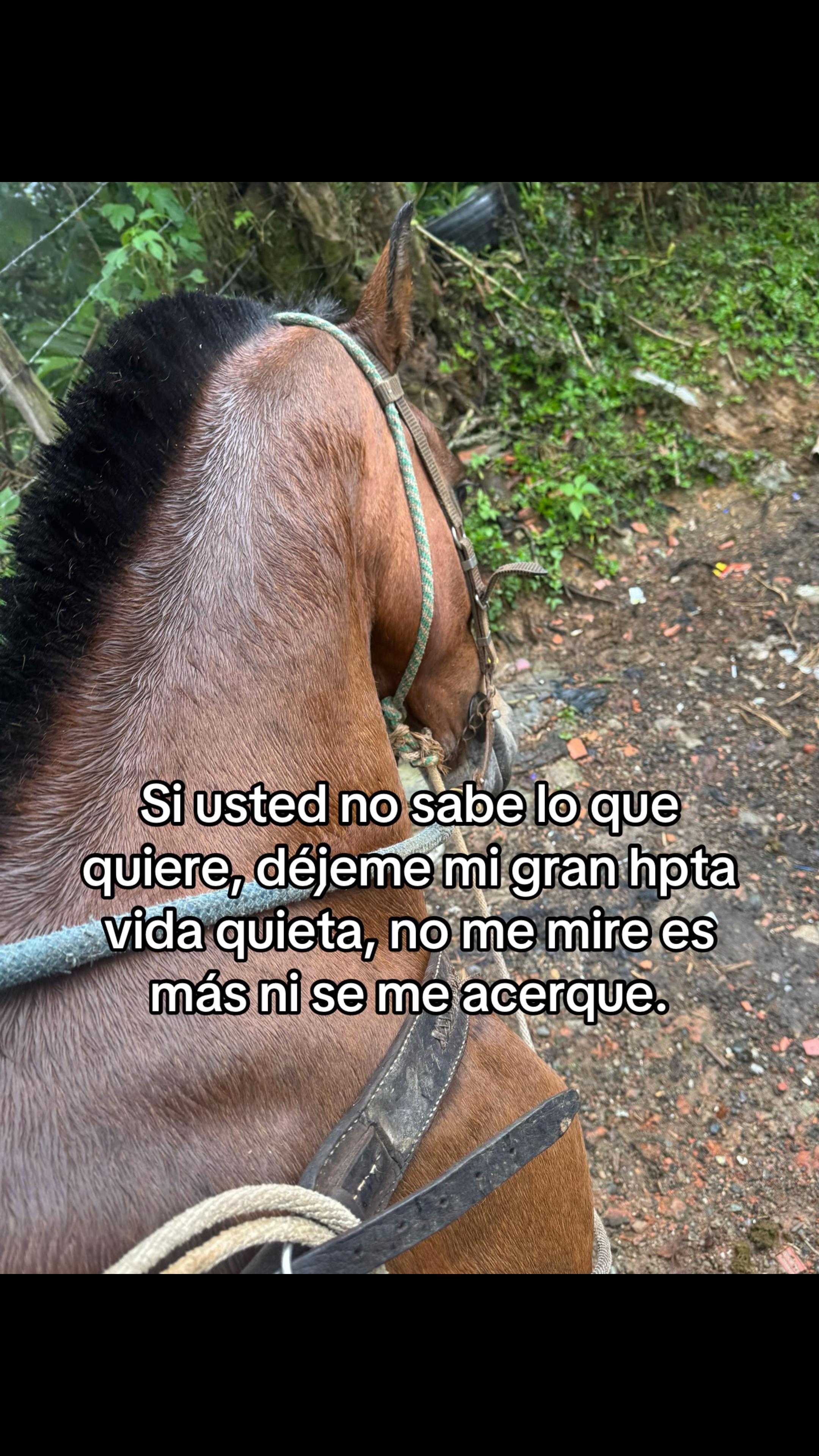 @Miguel Arango