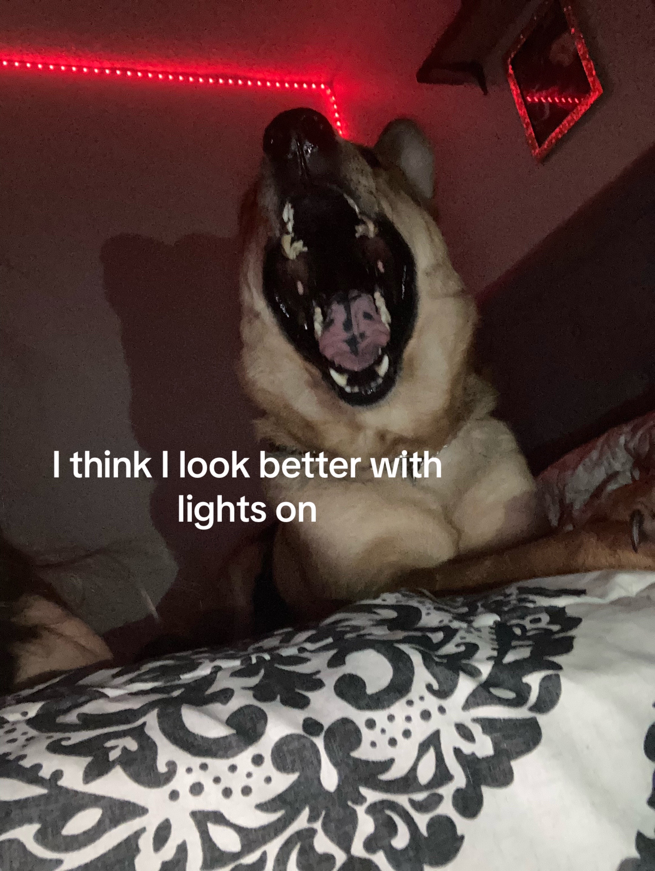 @Bambi&turbo