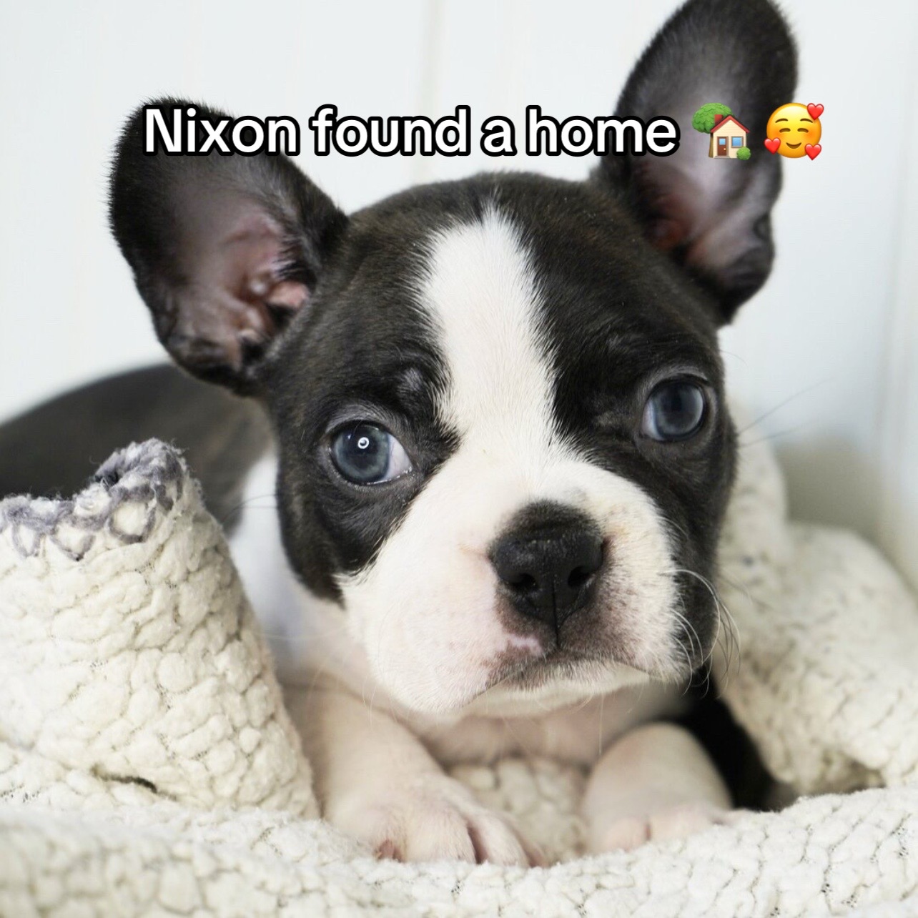 @Boston terriers for adoption