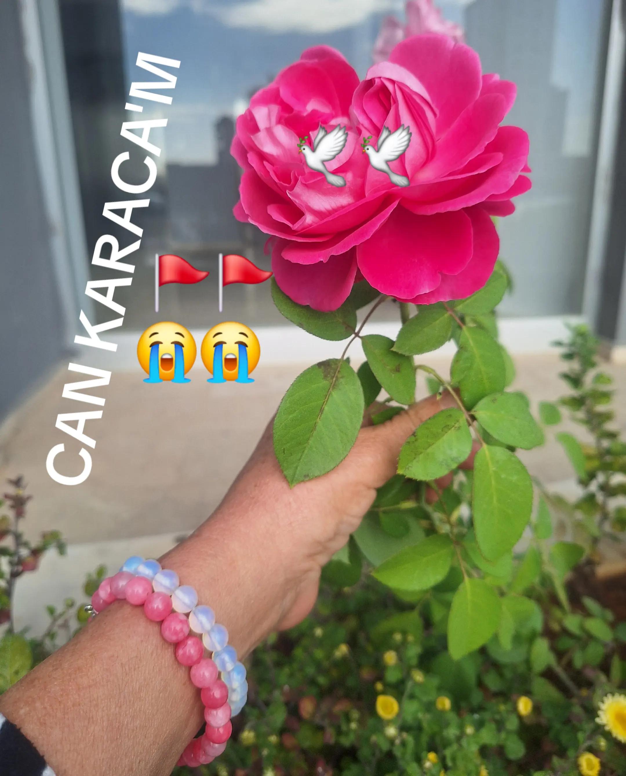 @can_gul0102