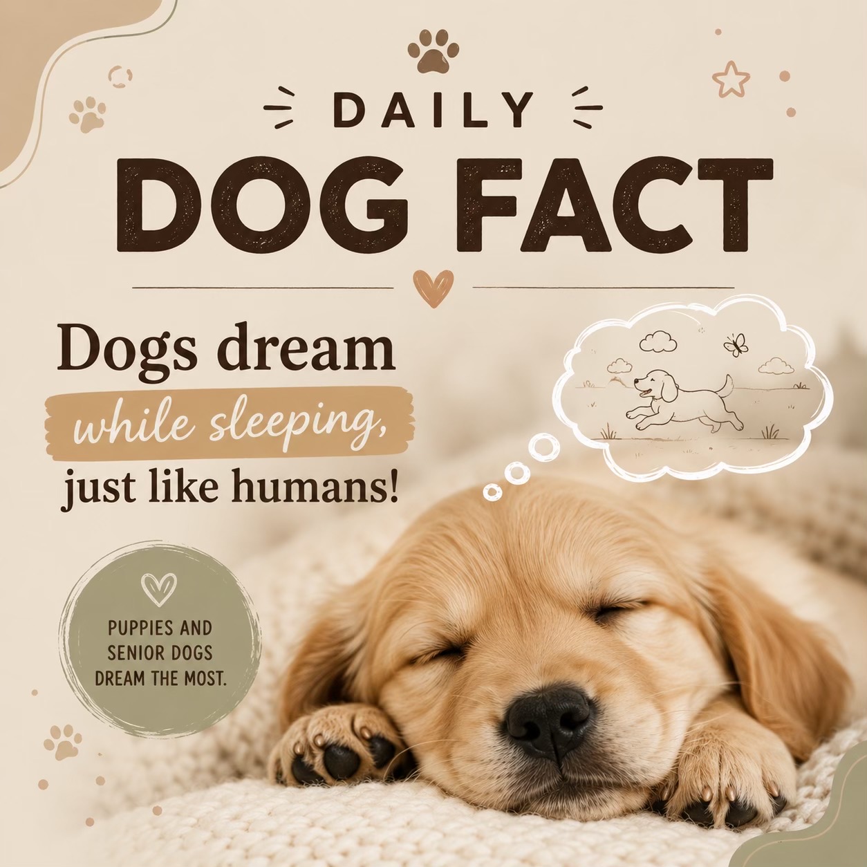 @Real Barks