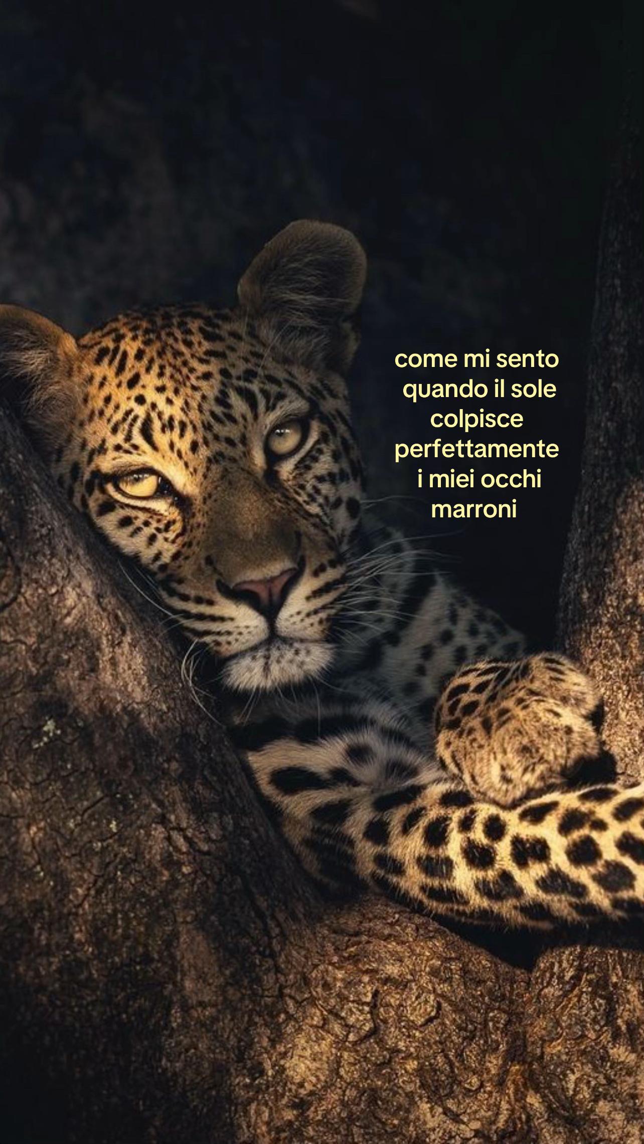 @fiamm 🐆🪩🍒✨