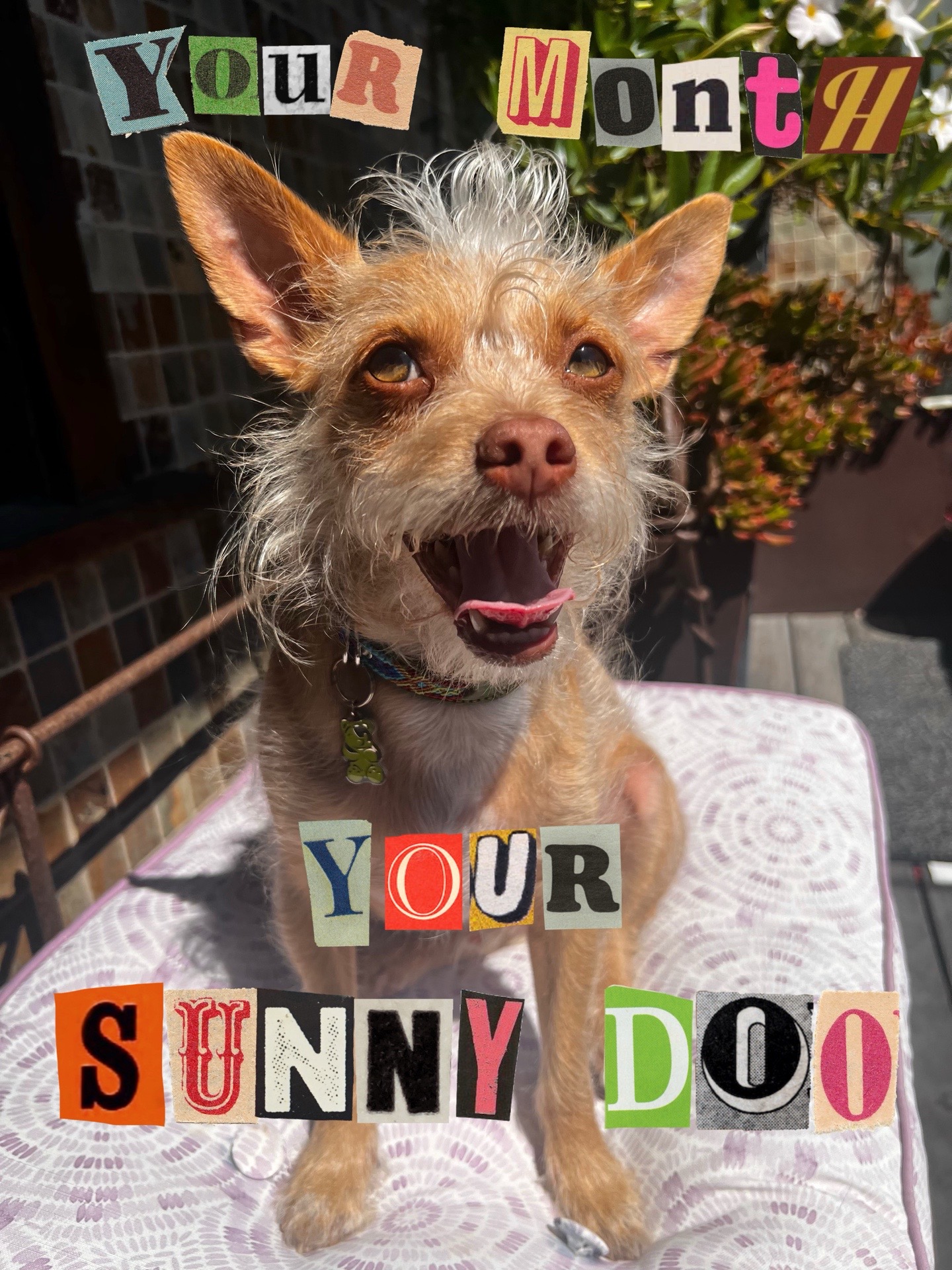 @What’s New Sunny-Doo?