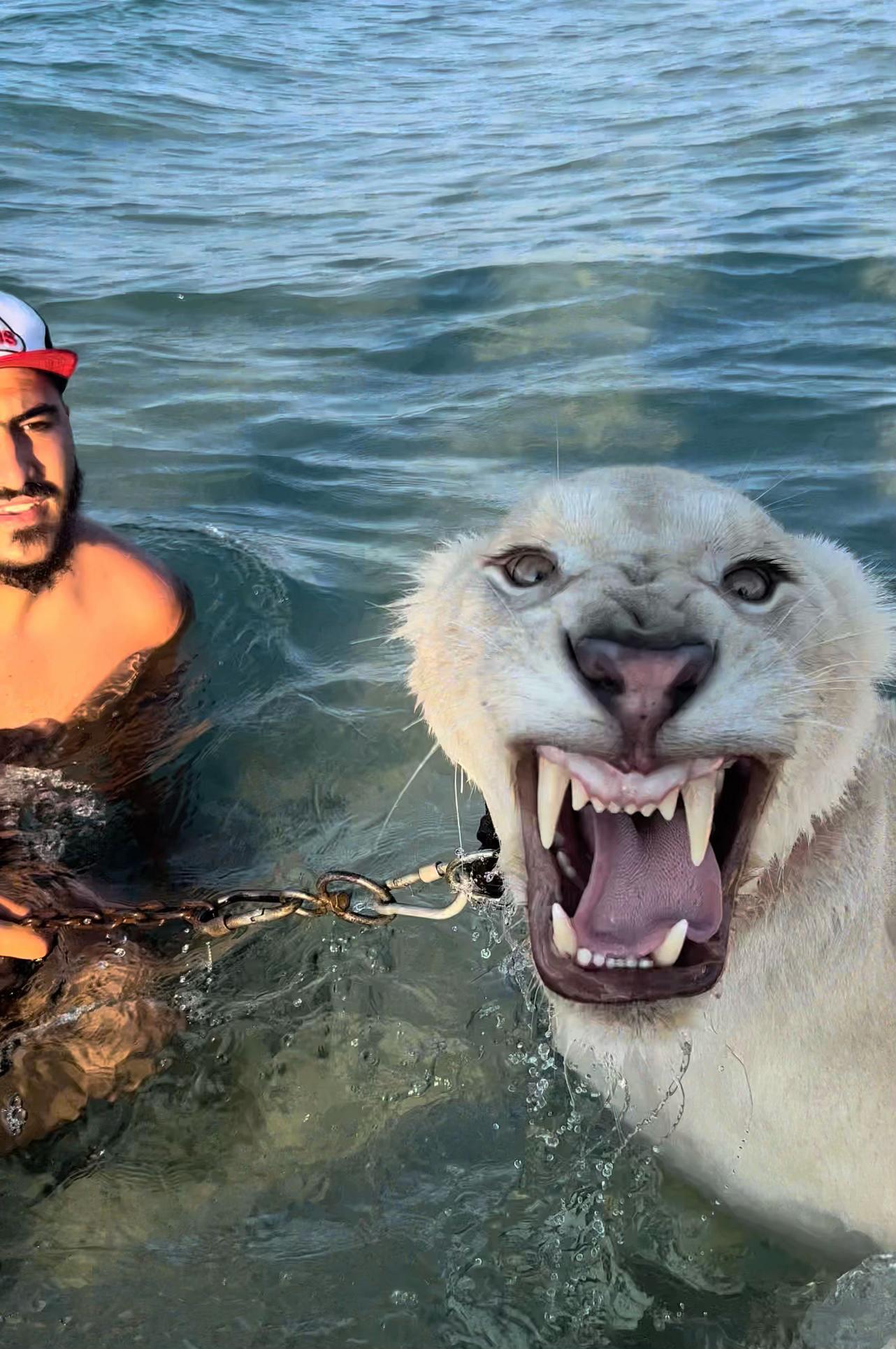 @مؤيد التركي 🐅🐆