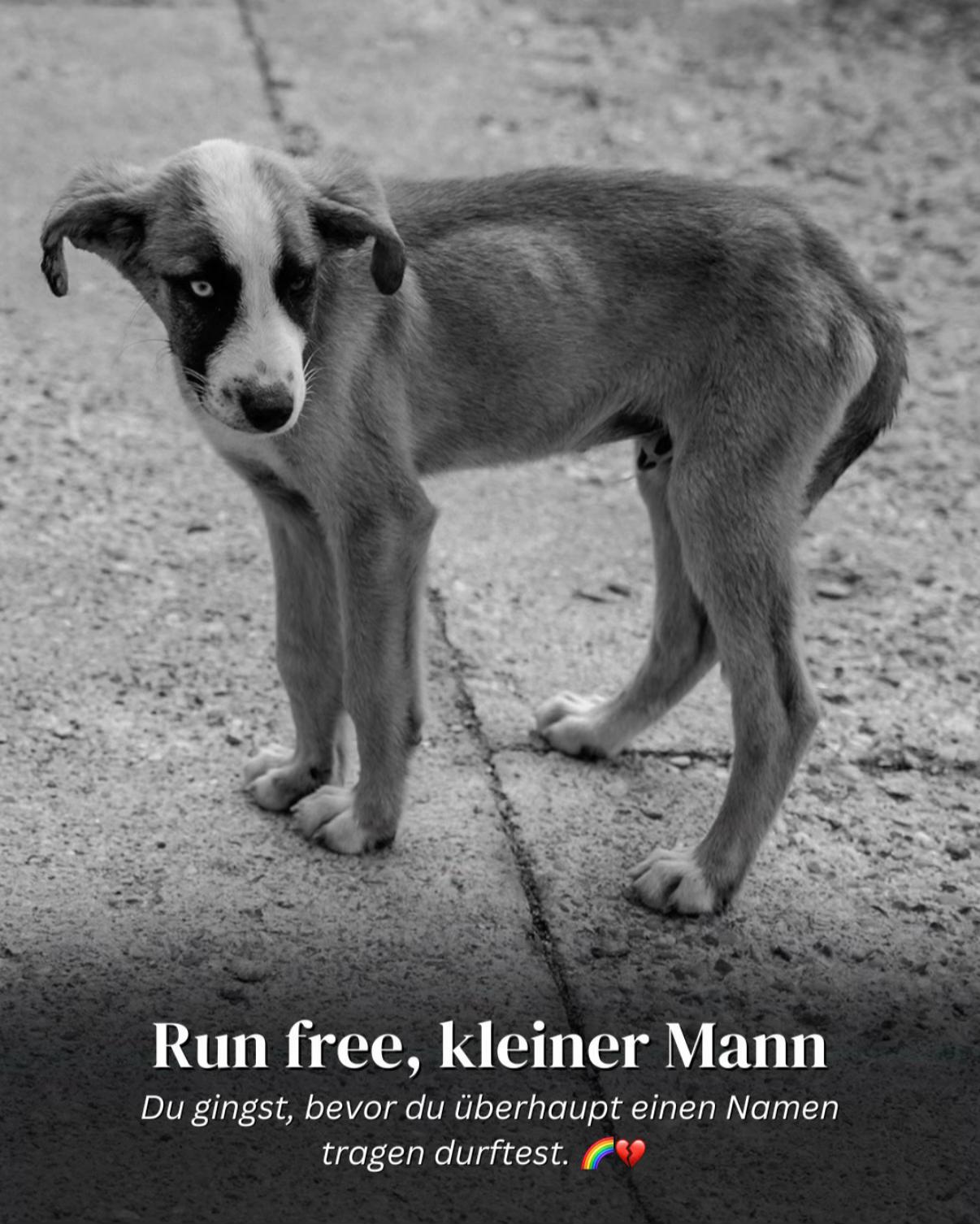 @SpecialDogs e.V.