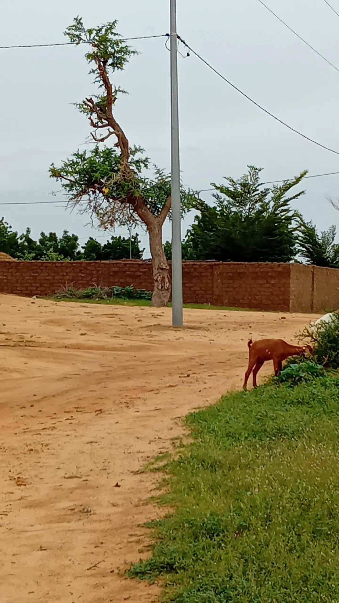 @yaya🇳🇪🇲🇱🇧🇫227✅️