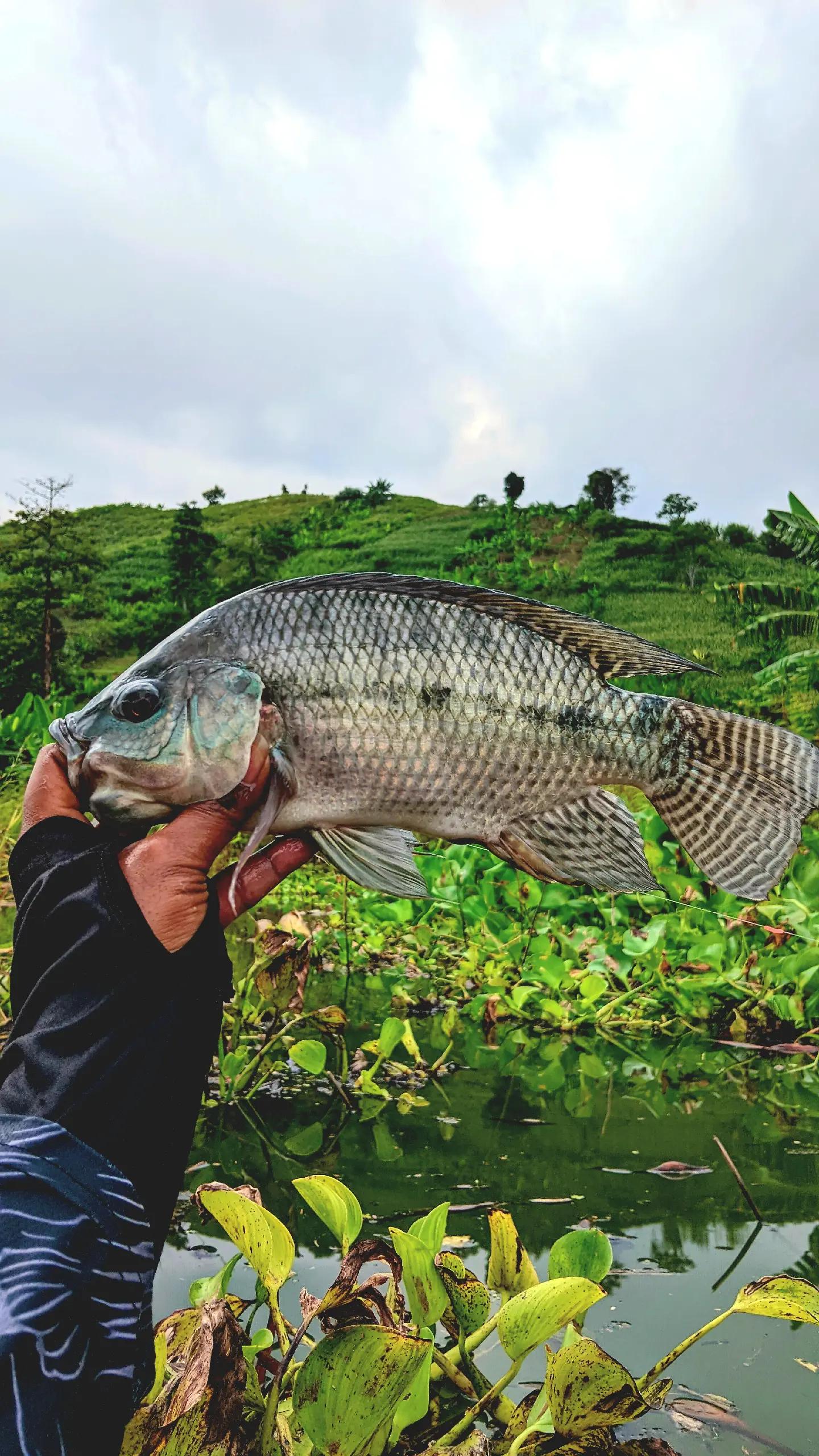 @MAFIA FISHING