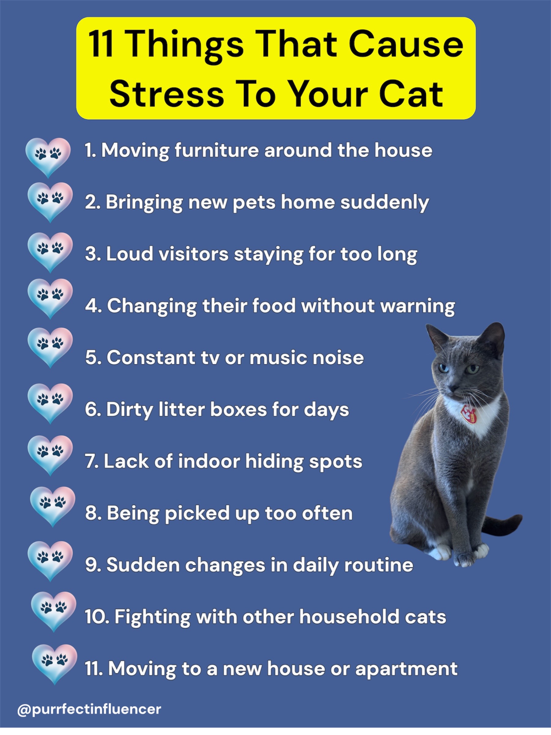 @purrfectinfluencer