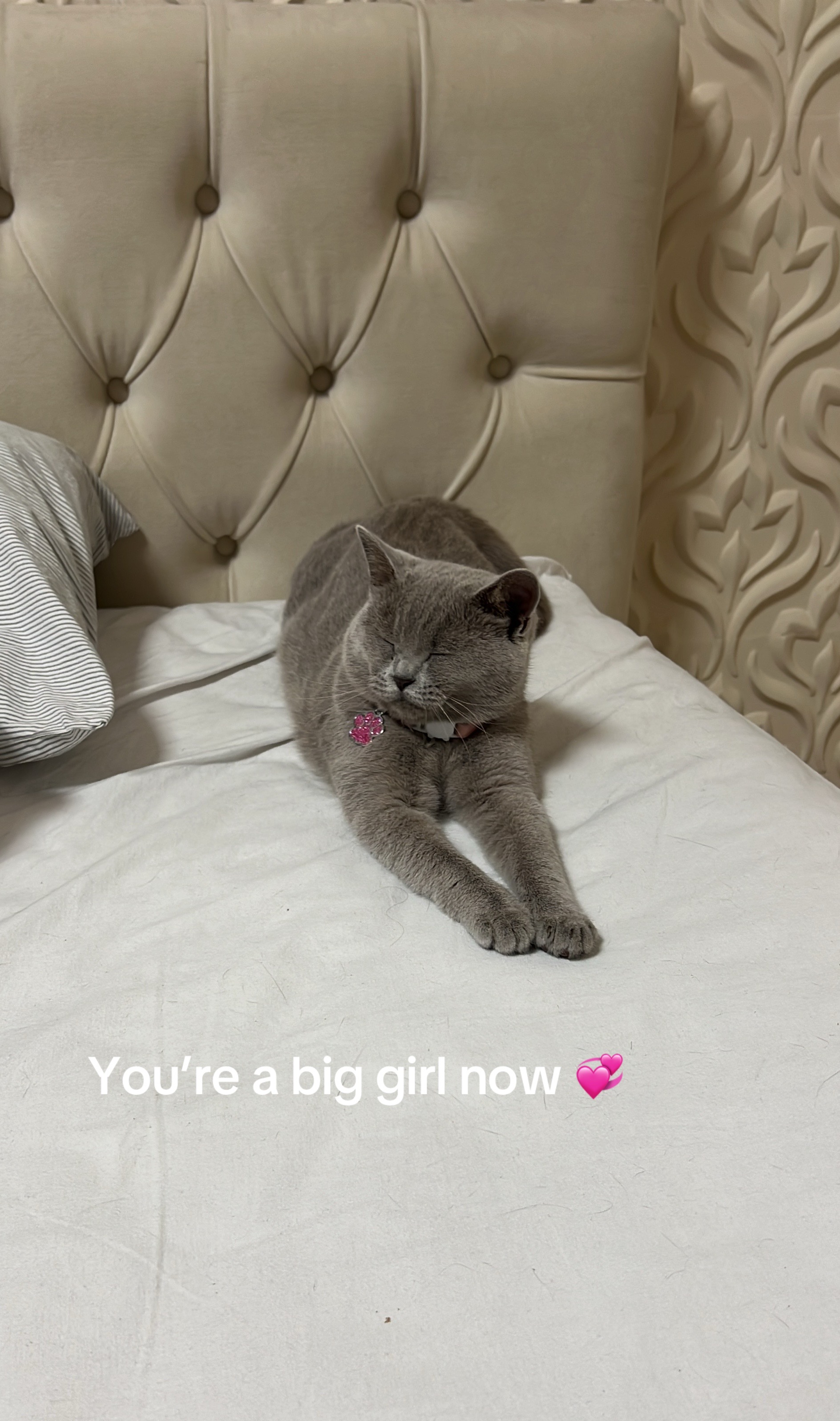 @matchaathecat