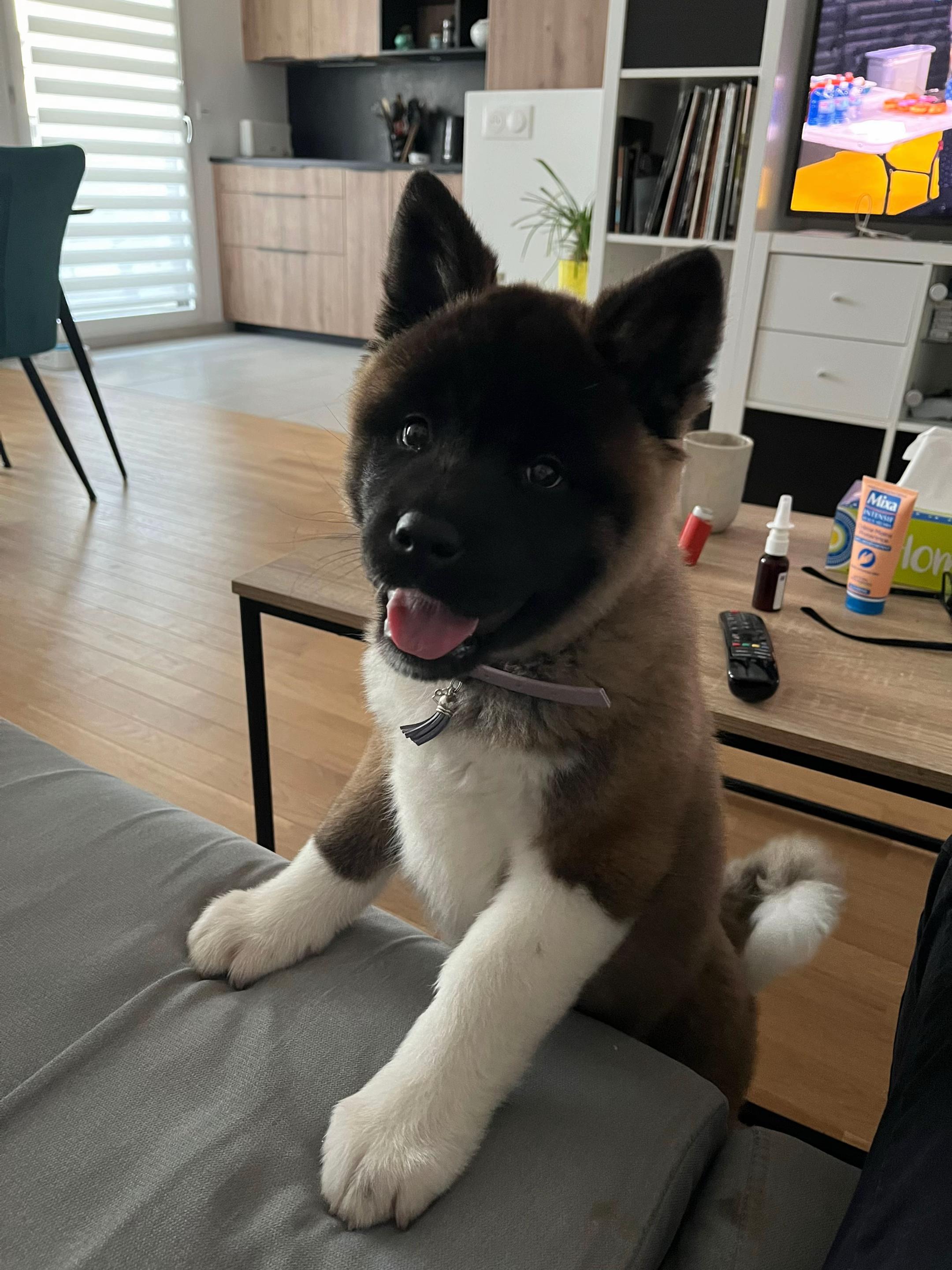 @Buffy_American_Akita
