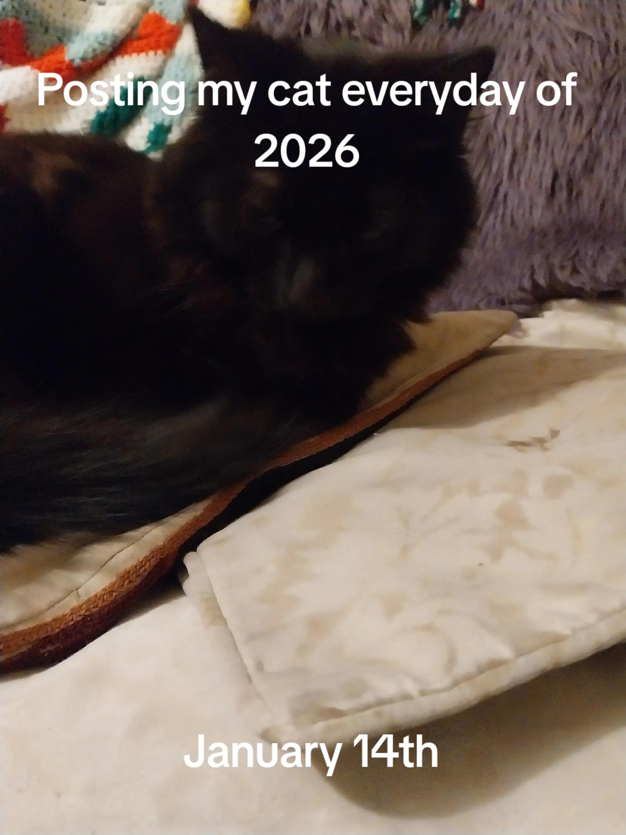 @Weakest Cat Enjoyer