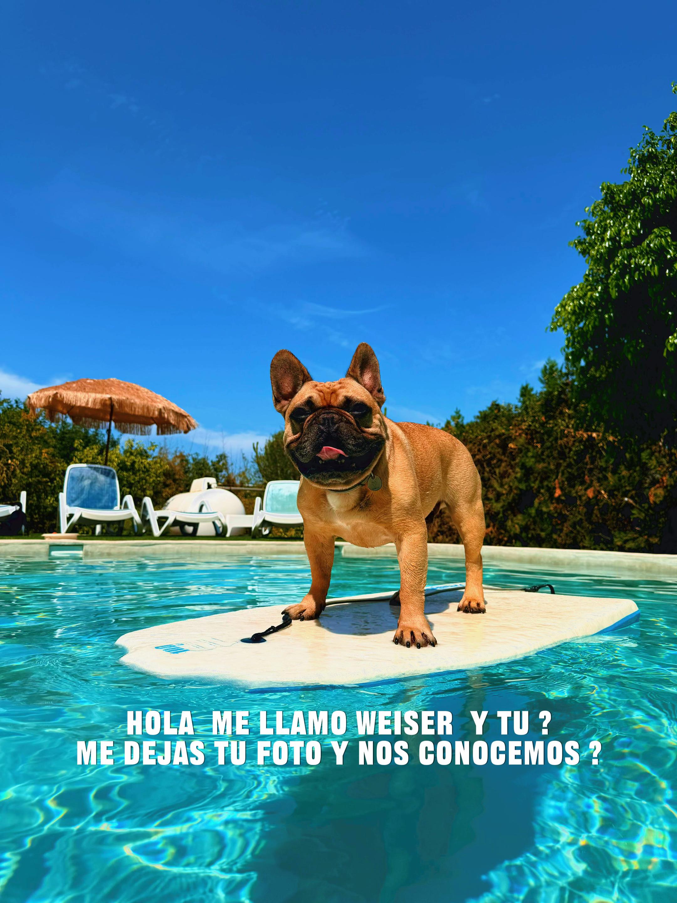 @Teamocerdito