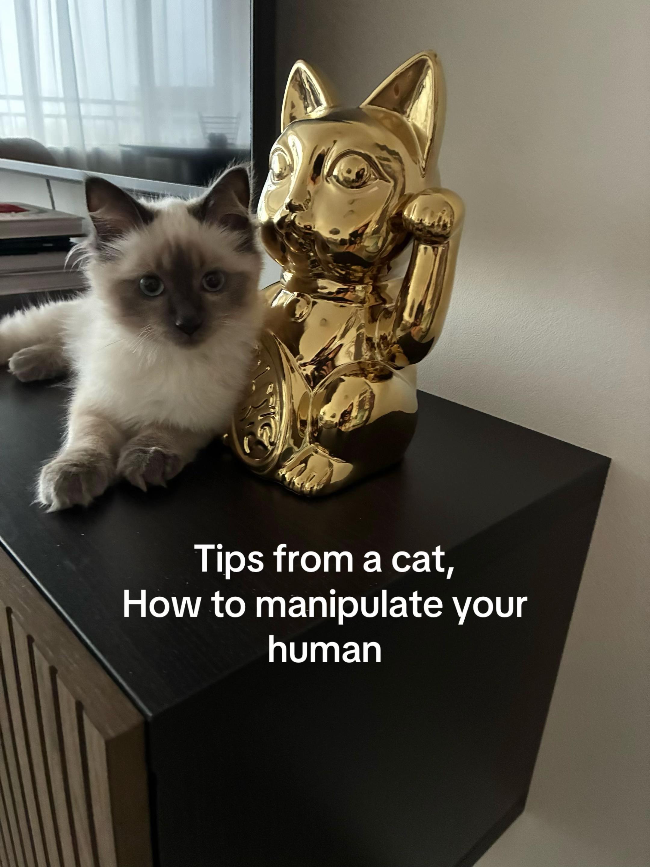 @Amadeus the ragdoll