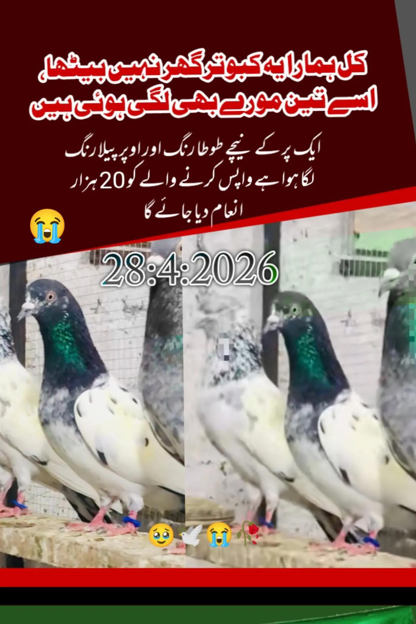 @🦋SHOQ  اپنے 🕊️