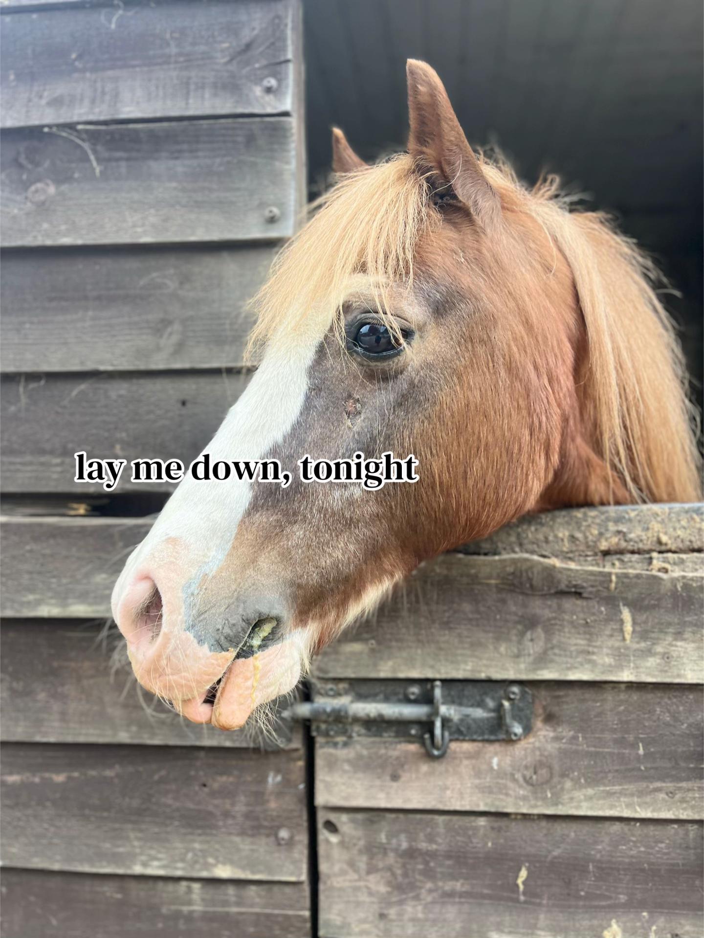 @Colleen🚜🐴💝