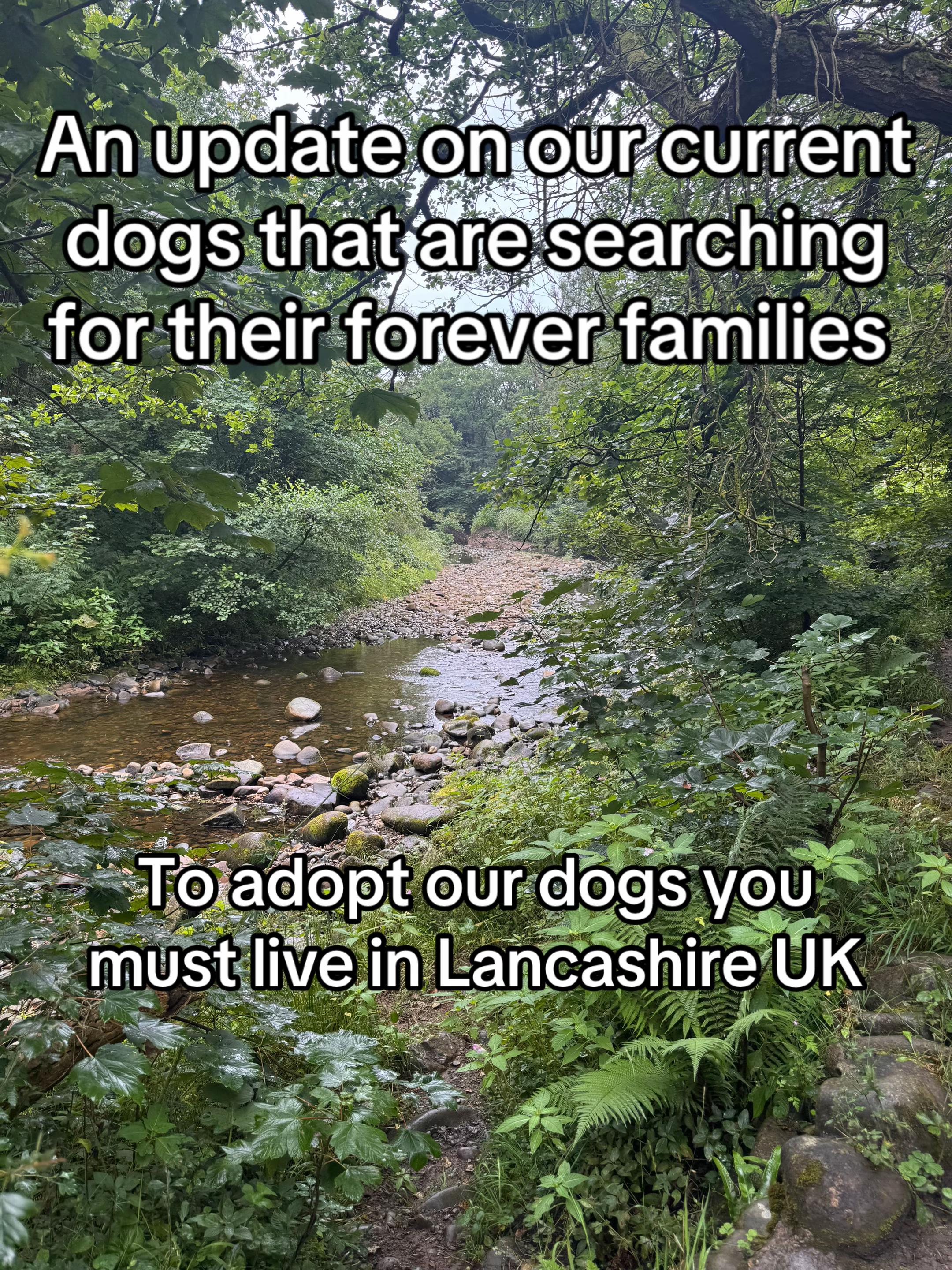 @Homeless hounds