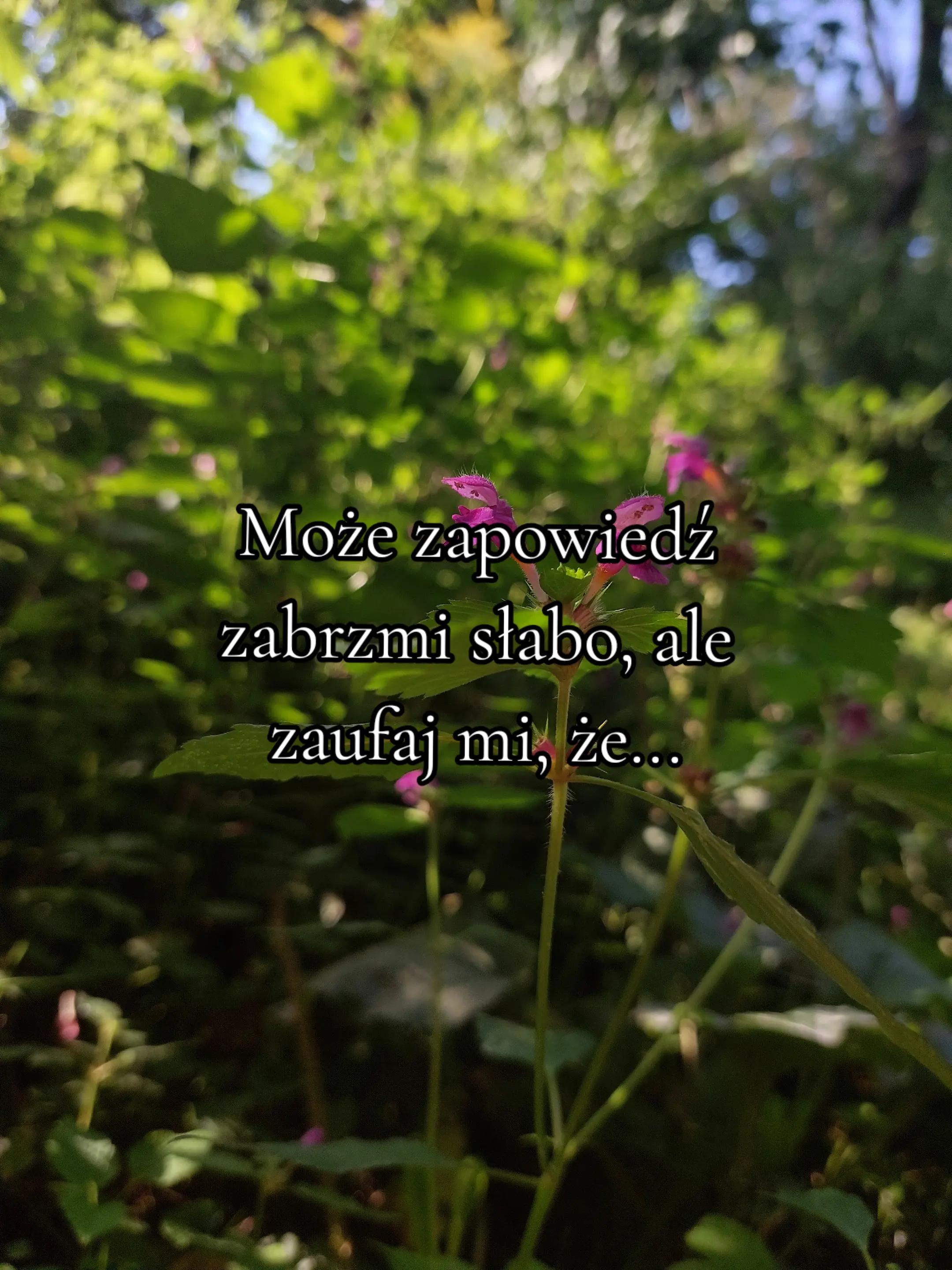 @pansz0p