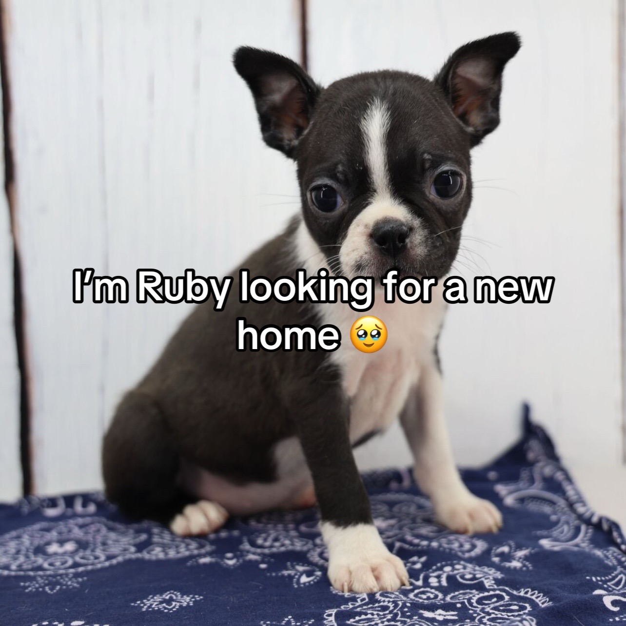 @Boston terriers for adoption