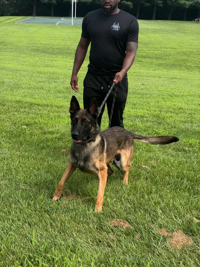 @DJ | Dog Trainer