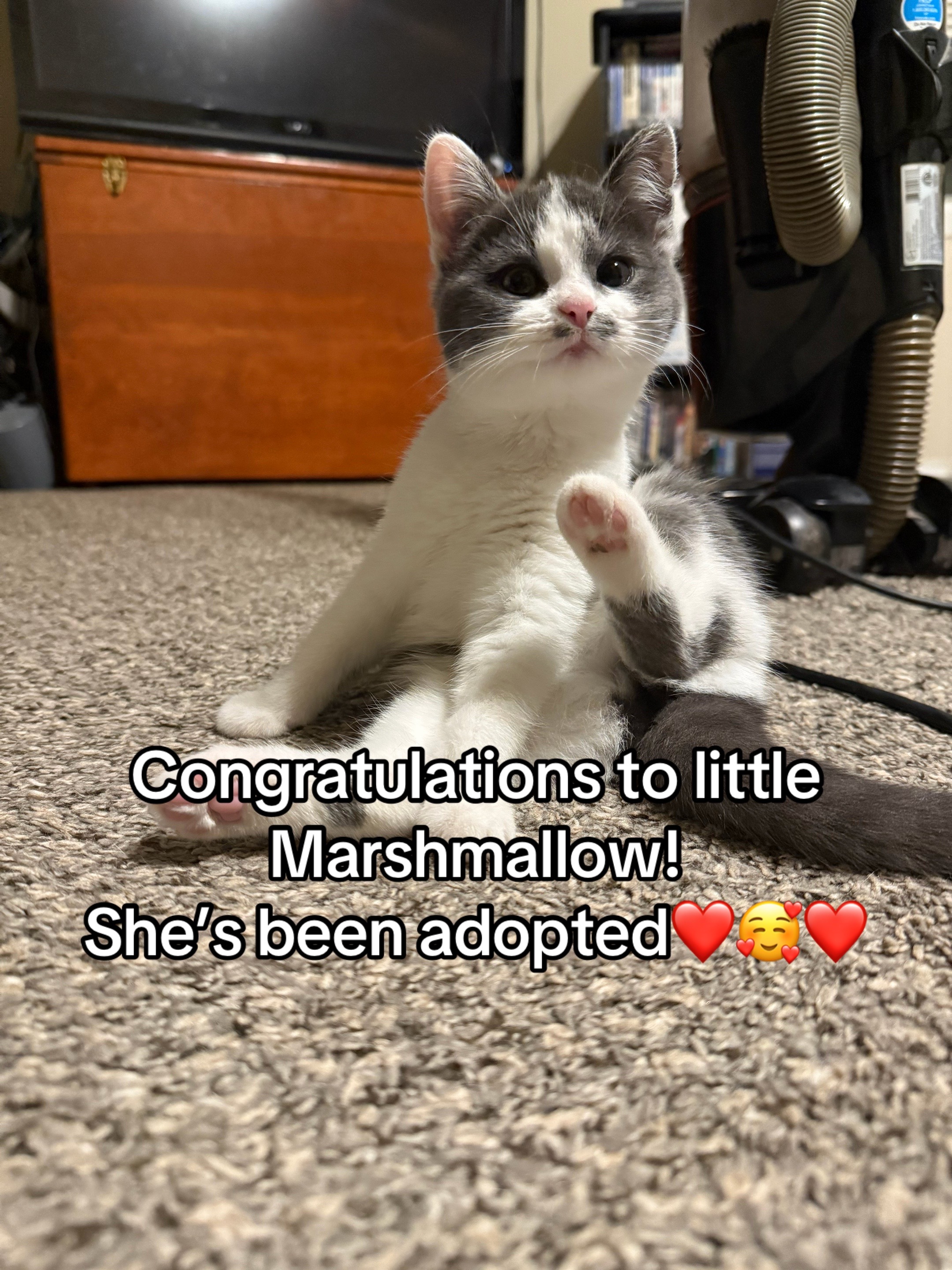 @Kovu’s Kitties