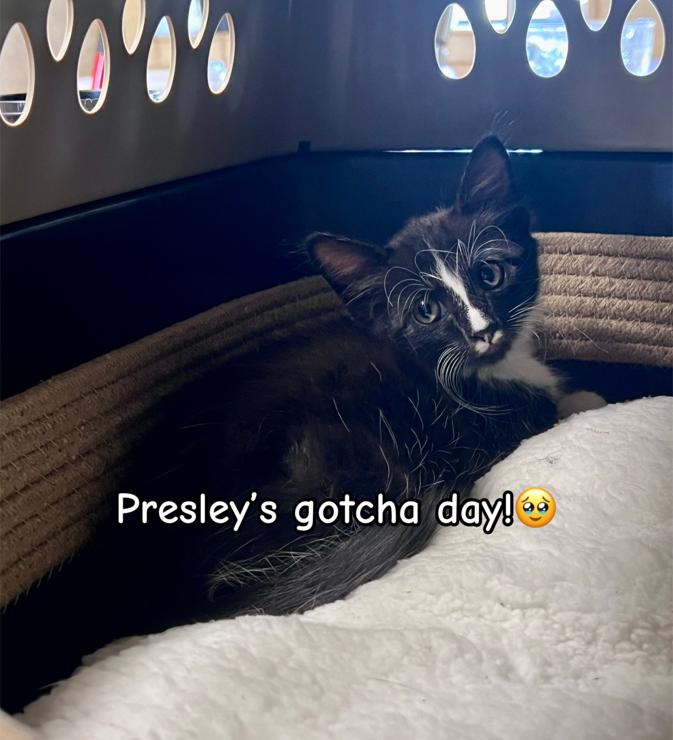 @presleythetuxie
