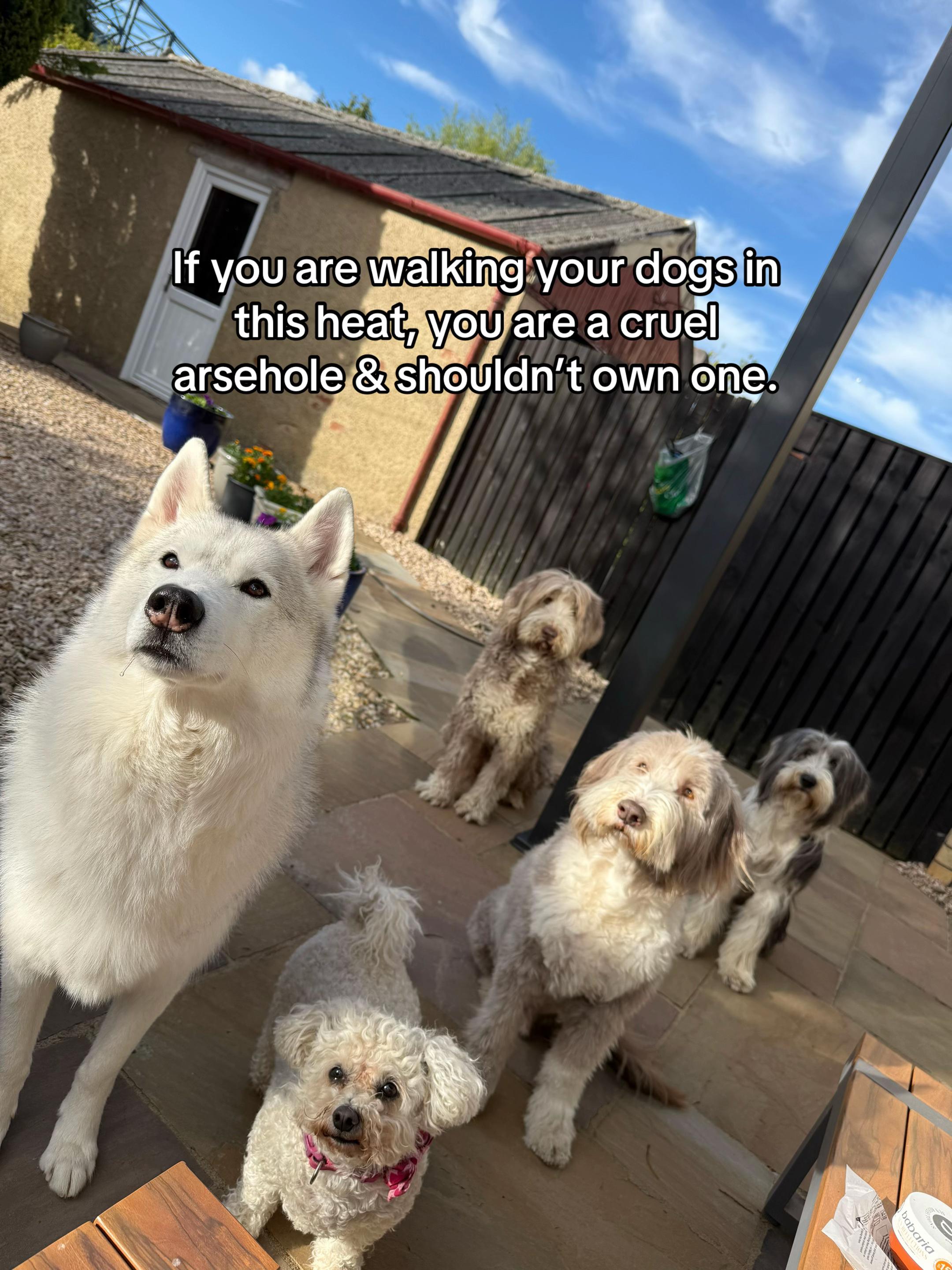@Robyn’s Dog Walking Services