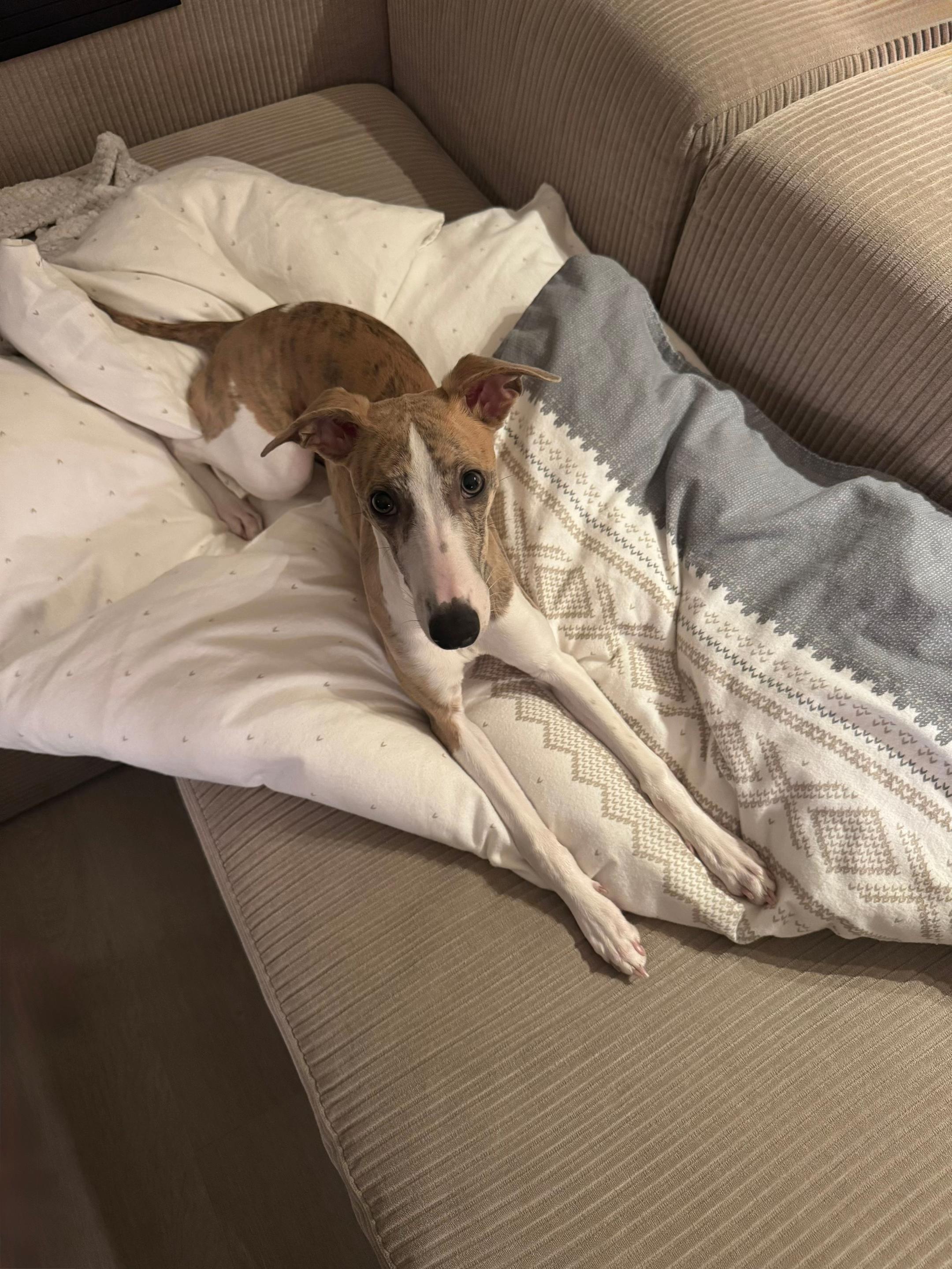 @bianka.the.whippet