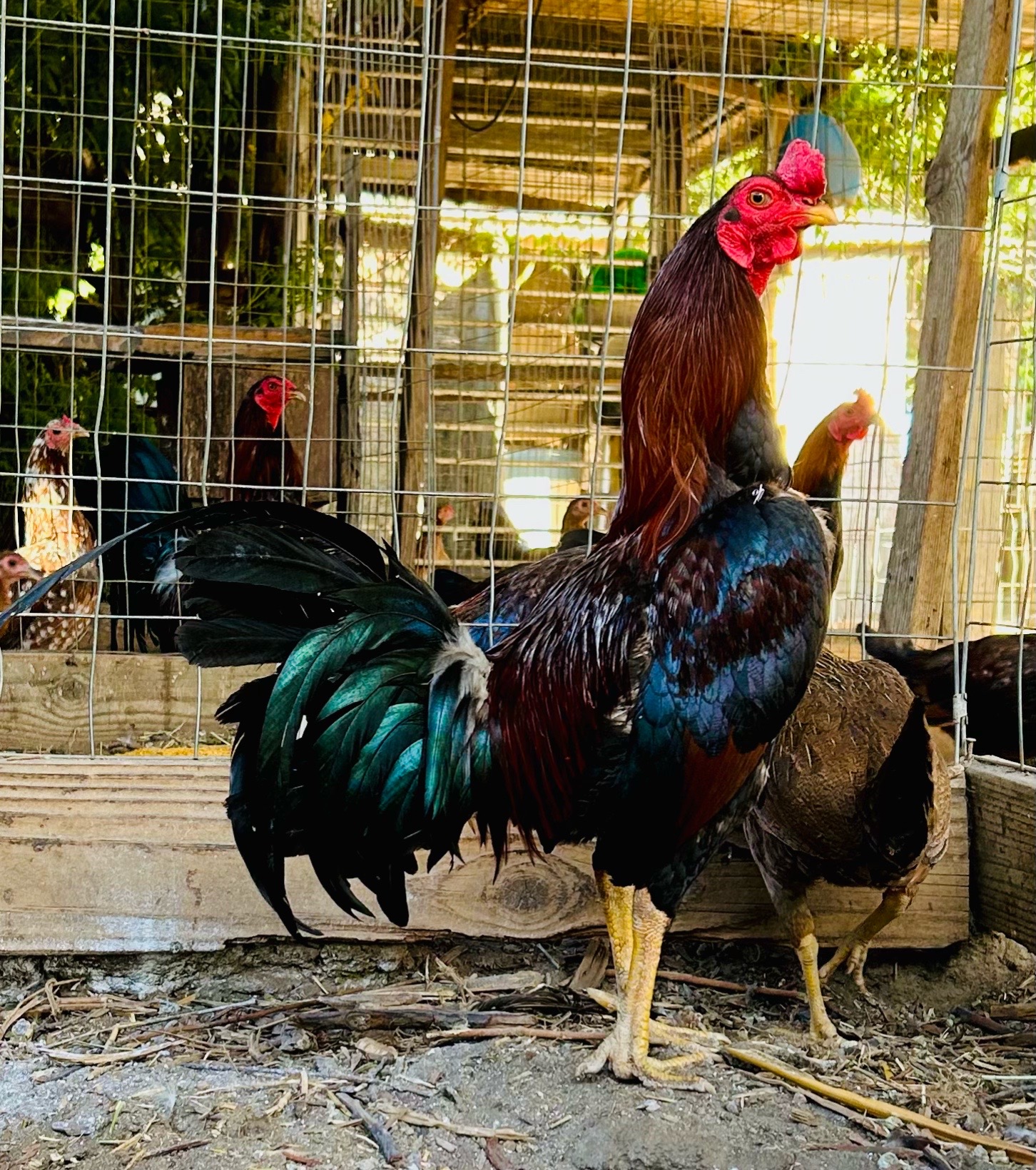 @Villarreal Farm