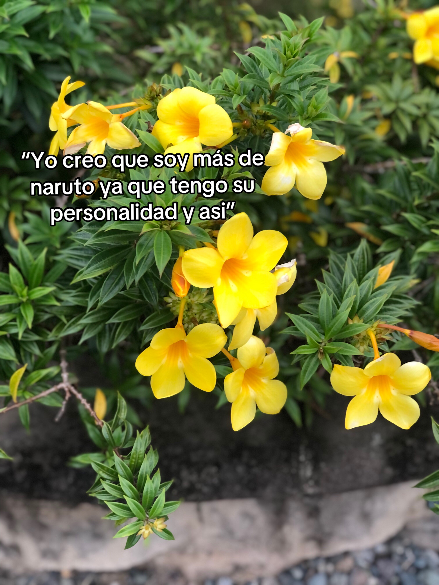 @&bull;        𝑺arah      ୨ৎ