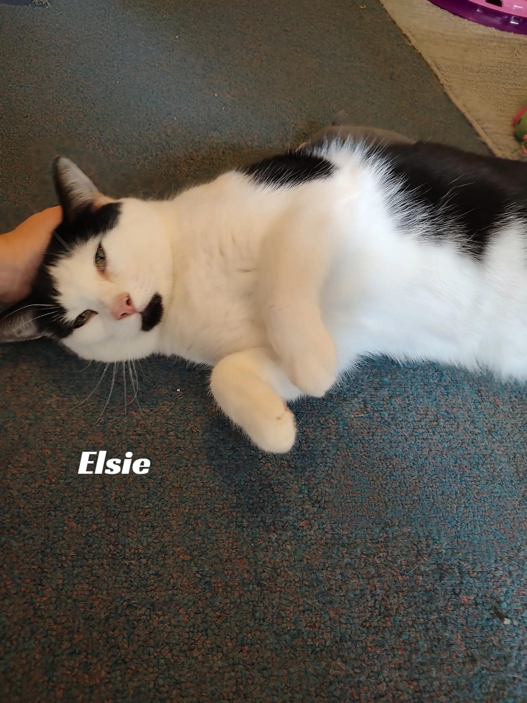 @Lisa C 😸