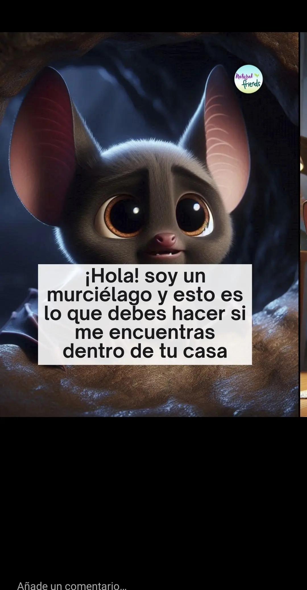 @Anahernansaiz&disca&cat