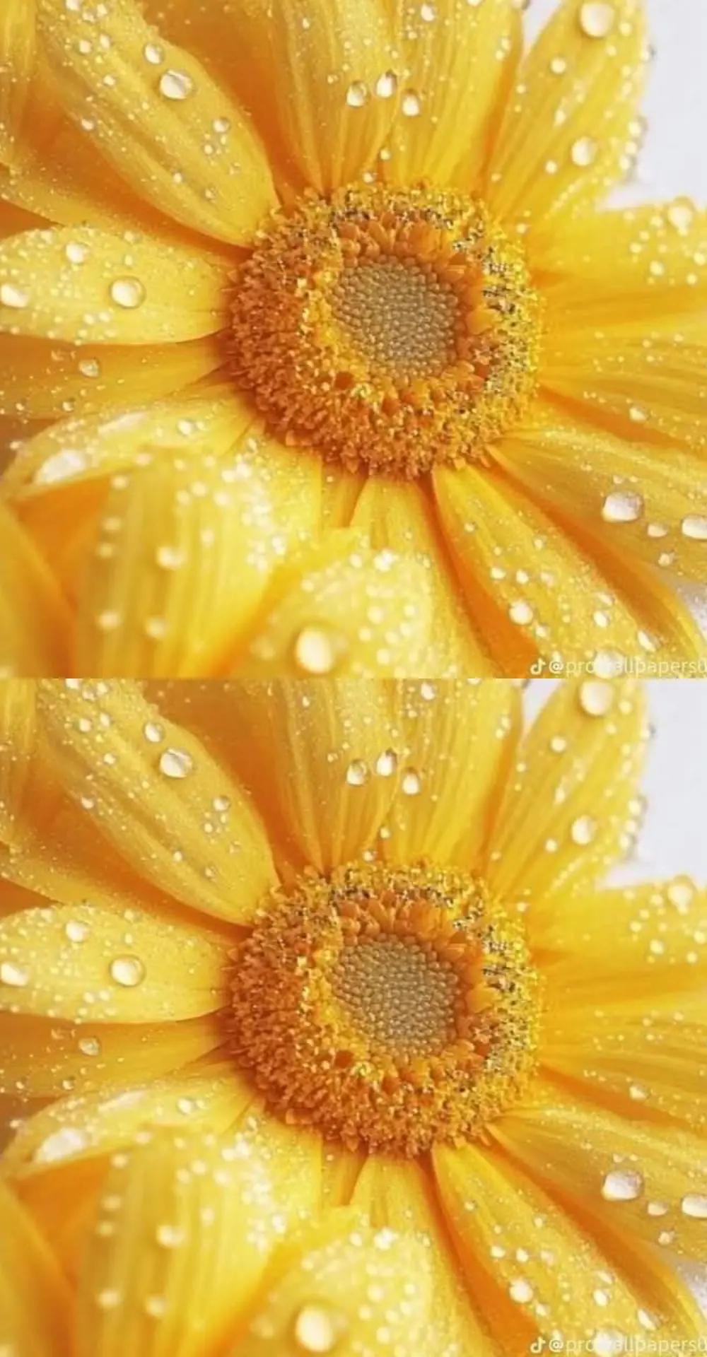@Merideth 🌻🎣☮️❌️💚