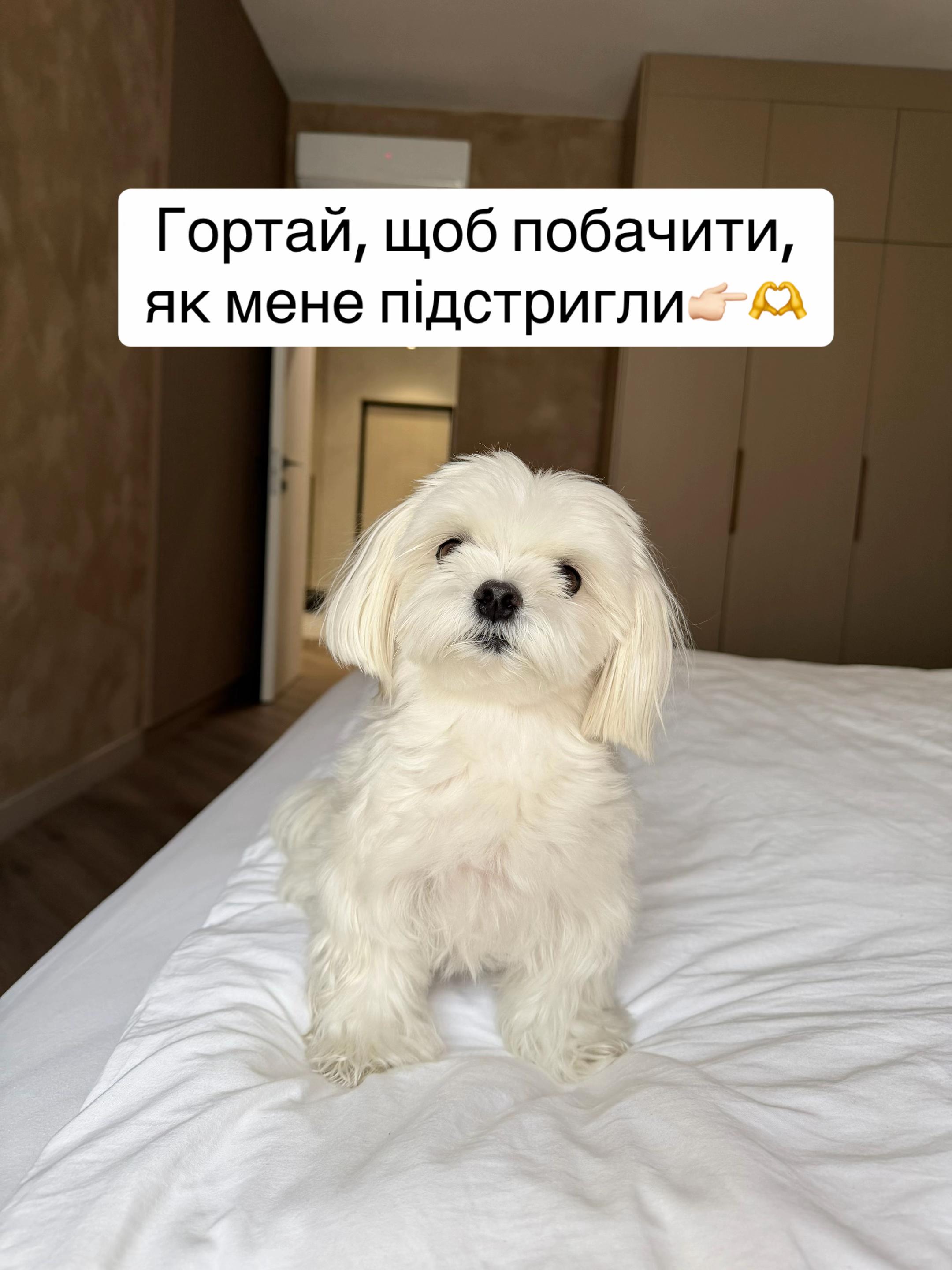 @I'm Eti 🐶🇺🇦