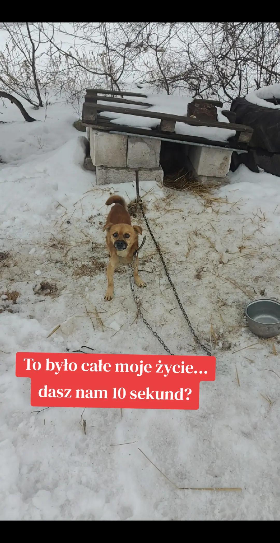 @fundacja4paws