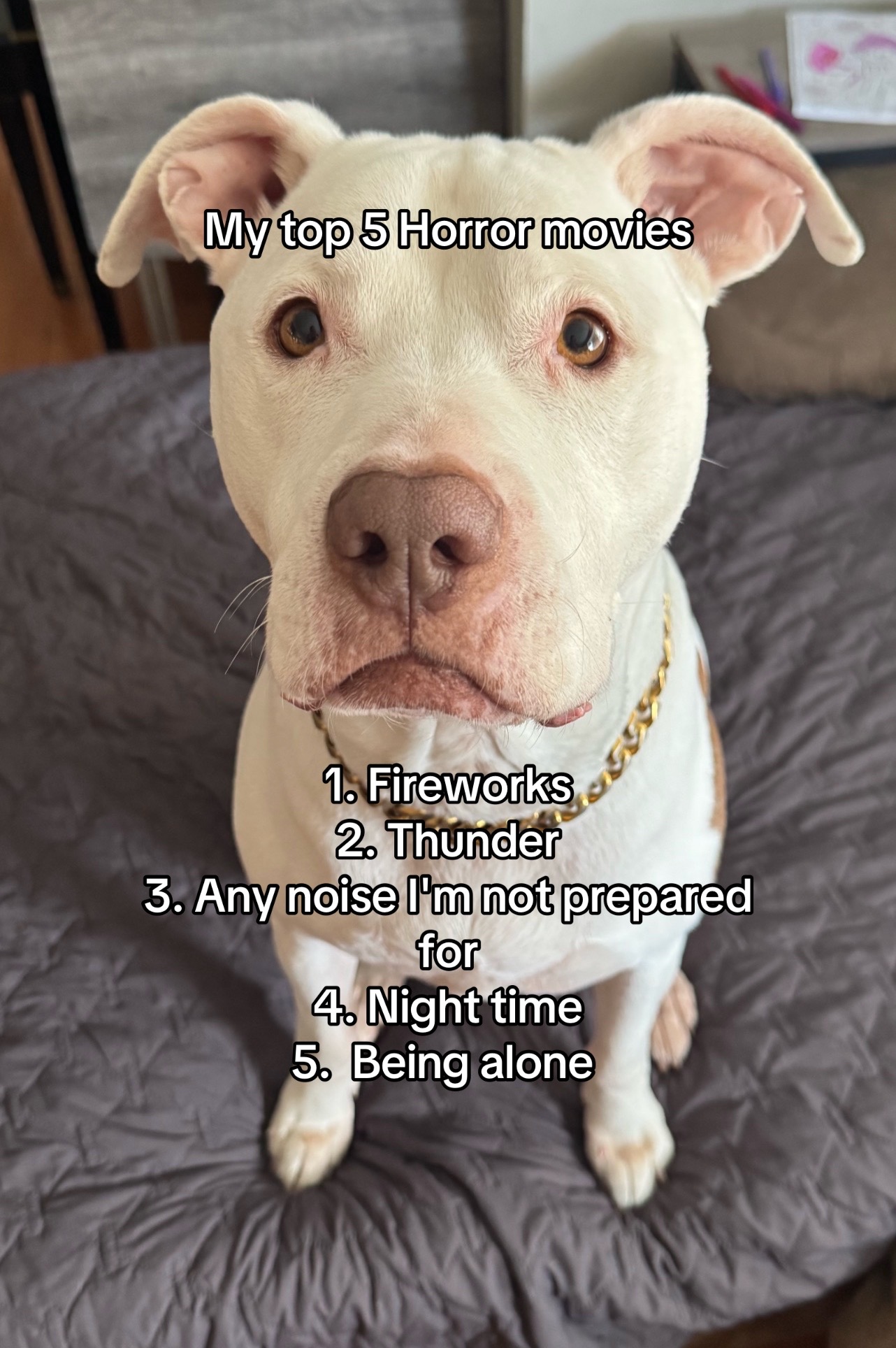 @DIOJI.the.DOG